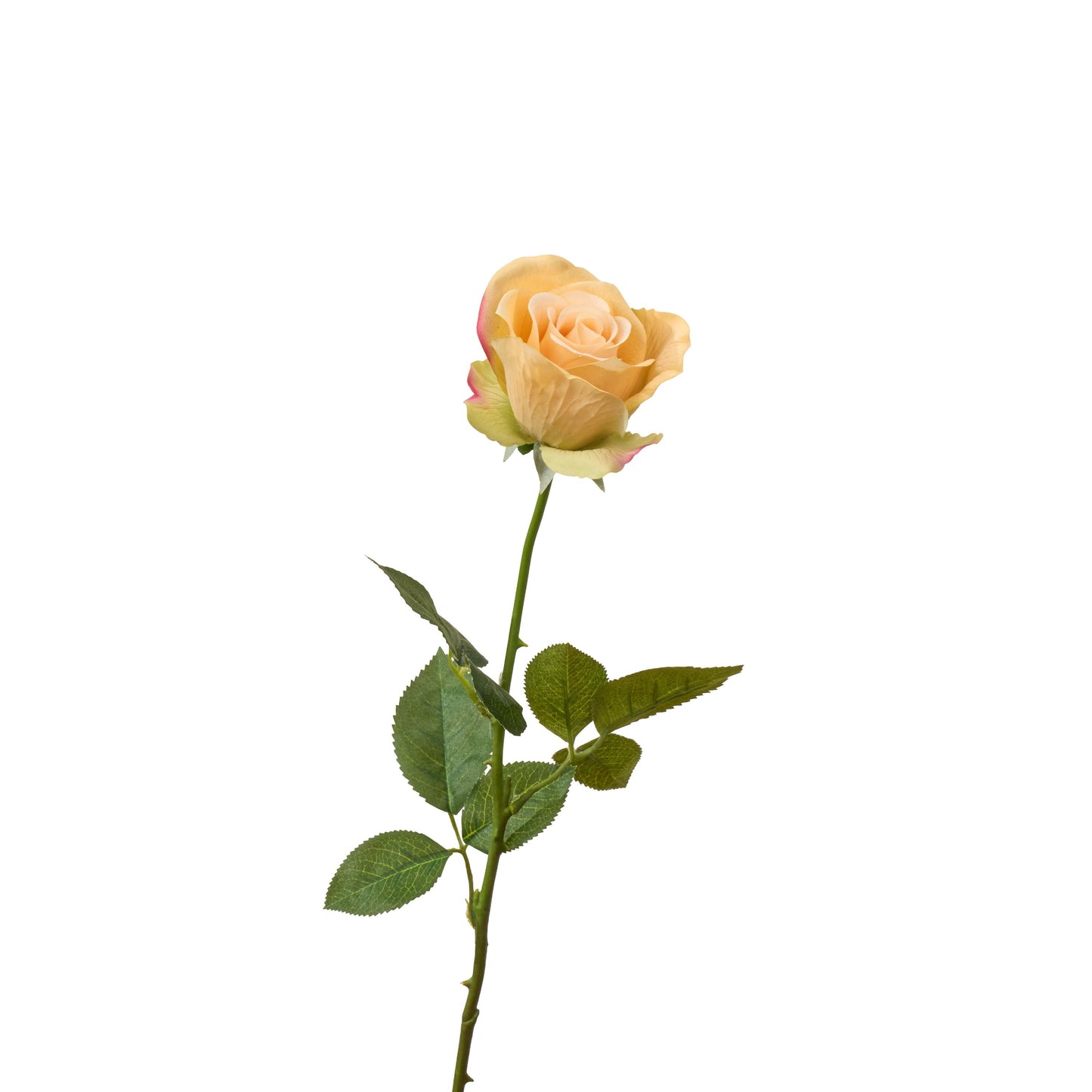 Real touch half opened rose single long stem in greenish peach