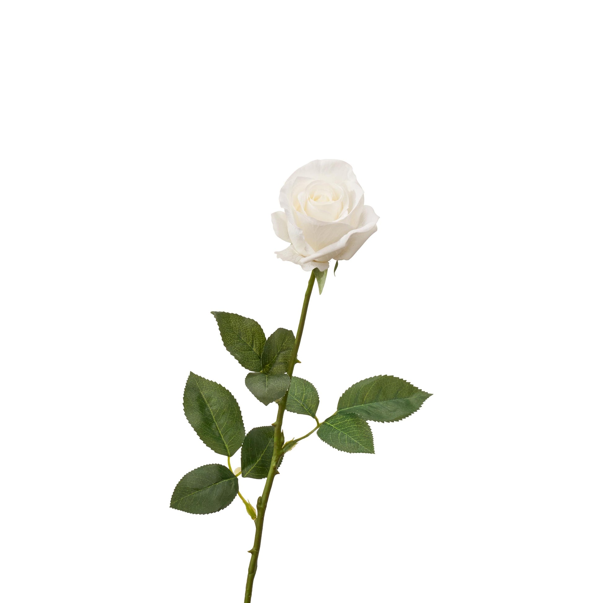 Real touch half opened rose single long stem in white