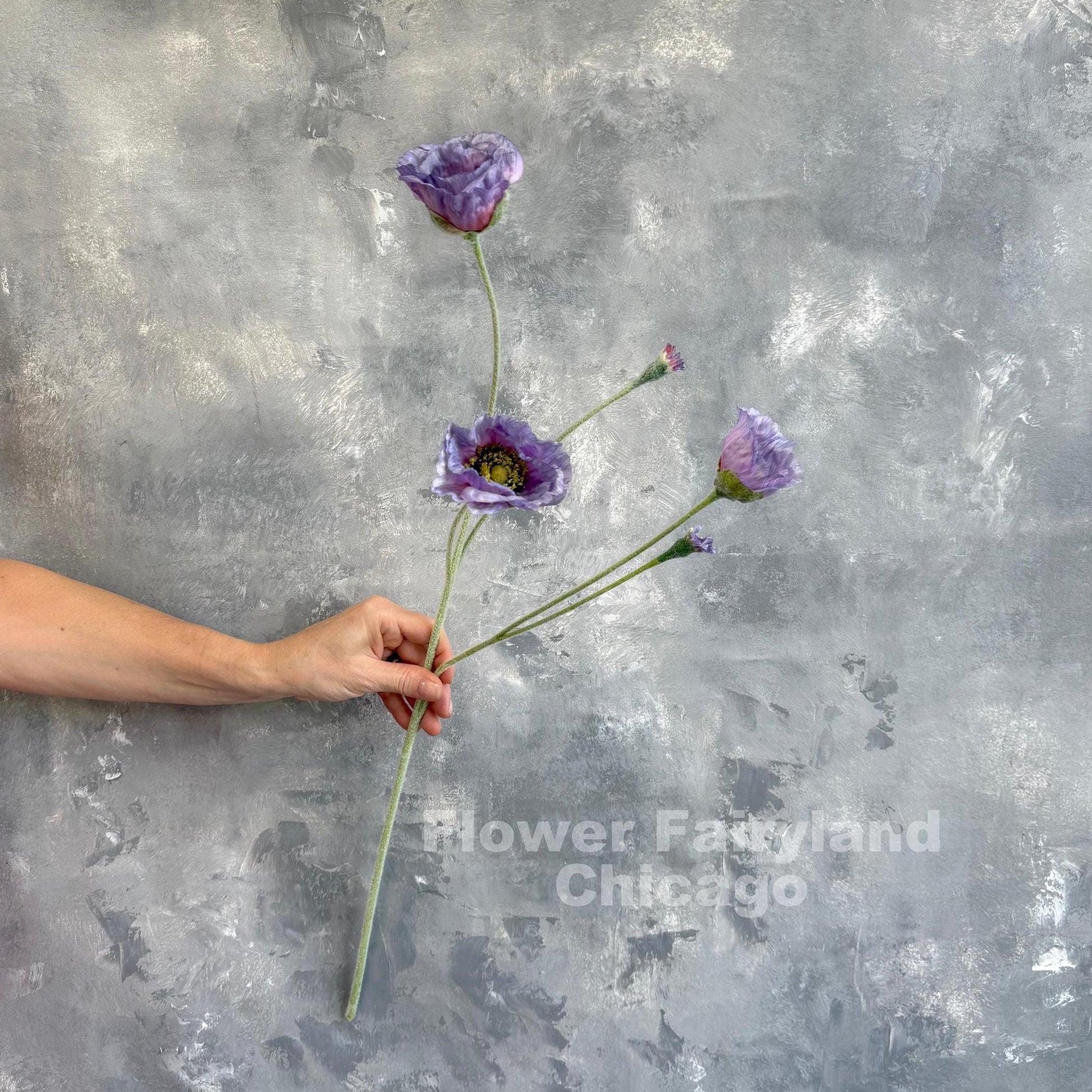 Single purple Iceland poppy stem held in hand