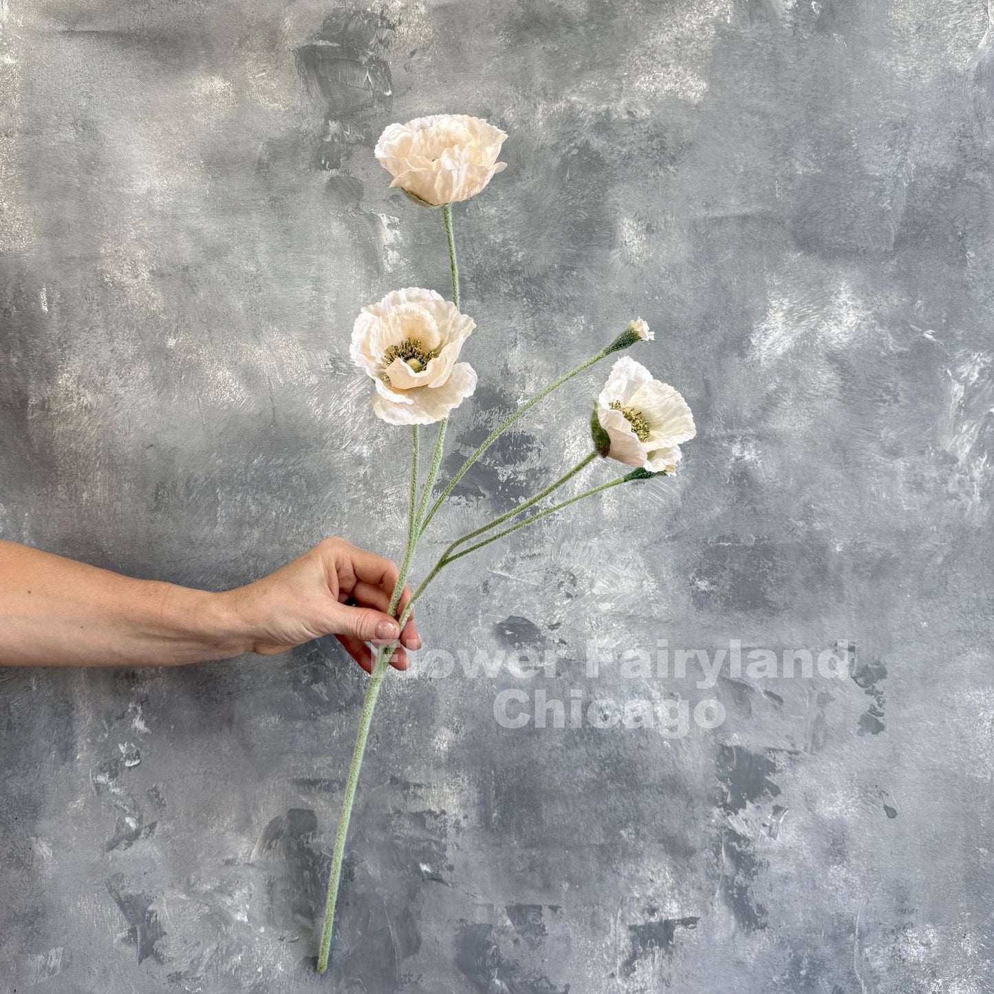 Single light champagne Iceland poppy stem held in hand