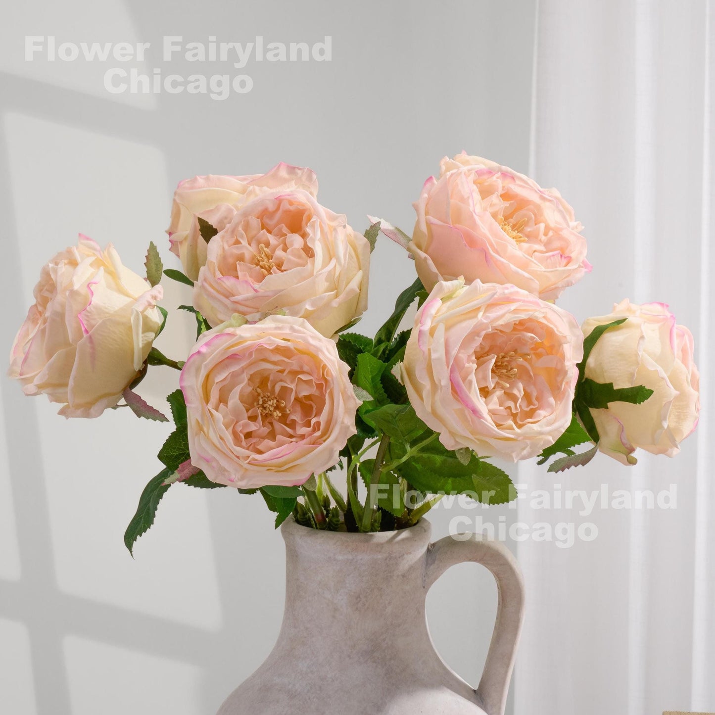 Pink edge David Austin roses in a vase