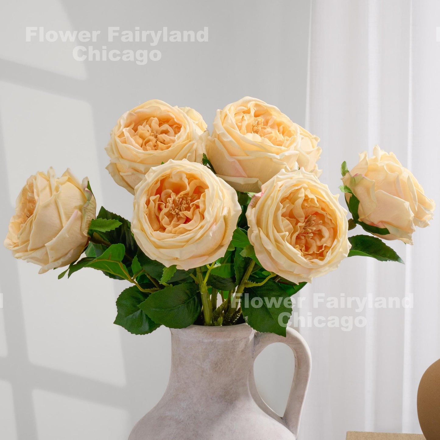 Light peach David Austin rose close-up