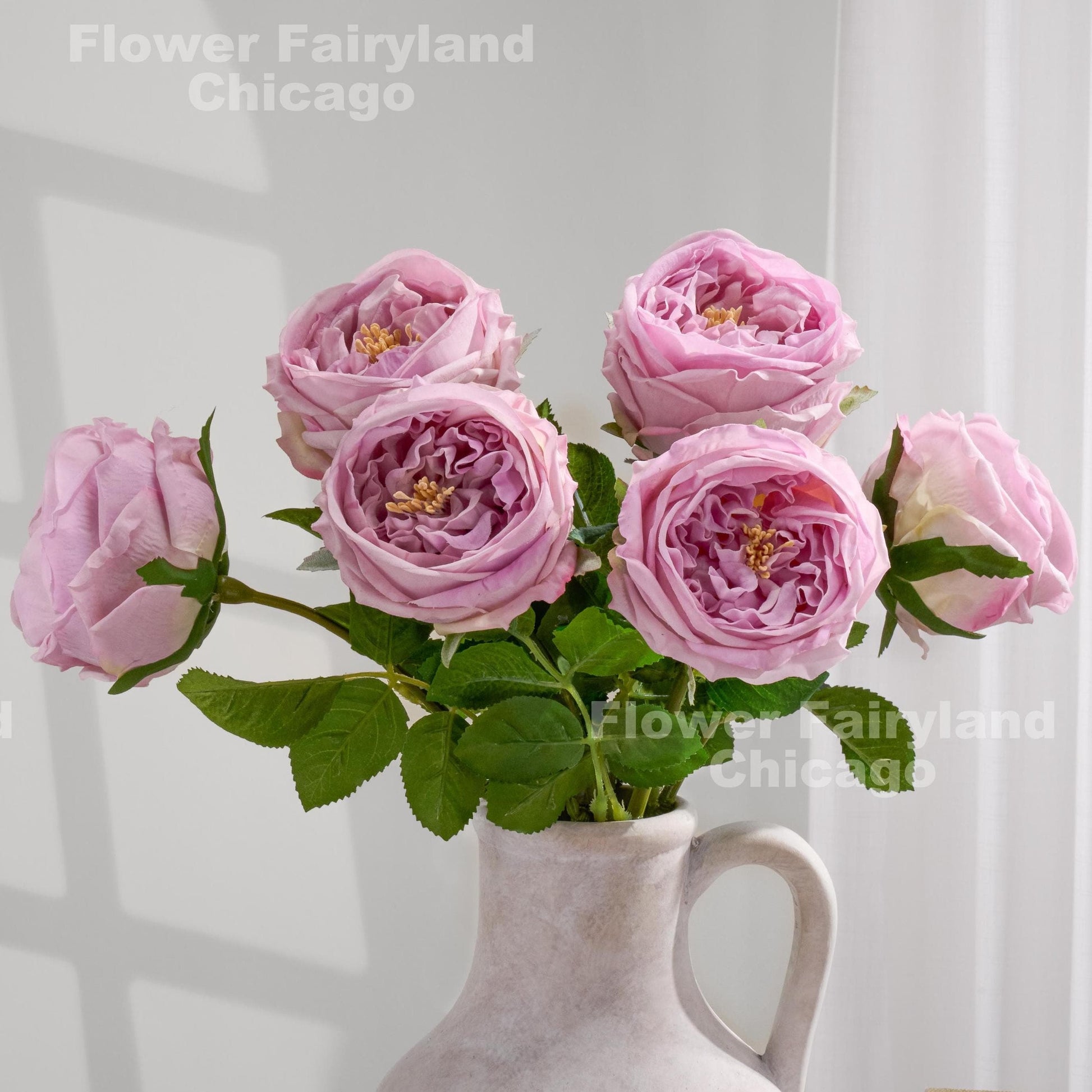 Light purple David Austin rose close-up