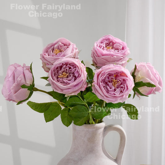 Light purple David Austin rose close-up