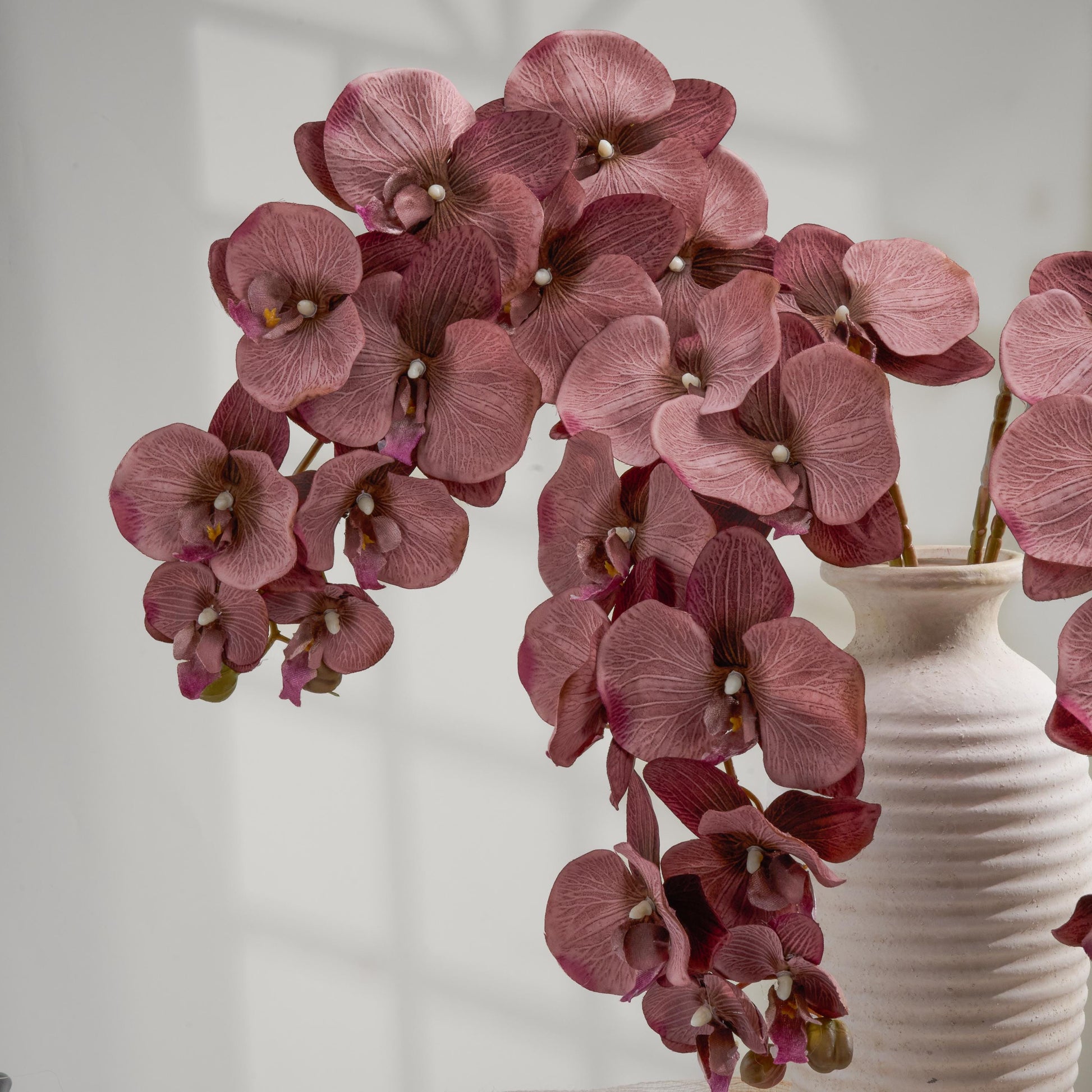 Brownish purple orchid blooms close up
