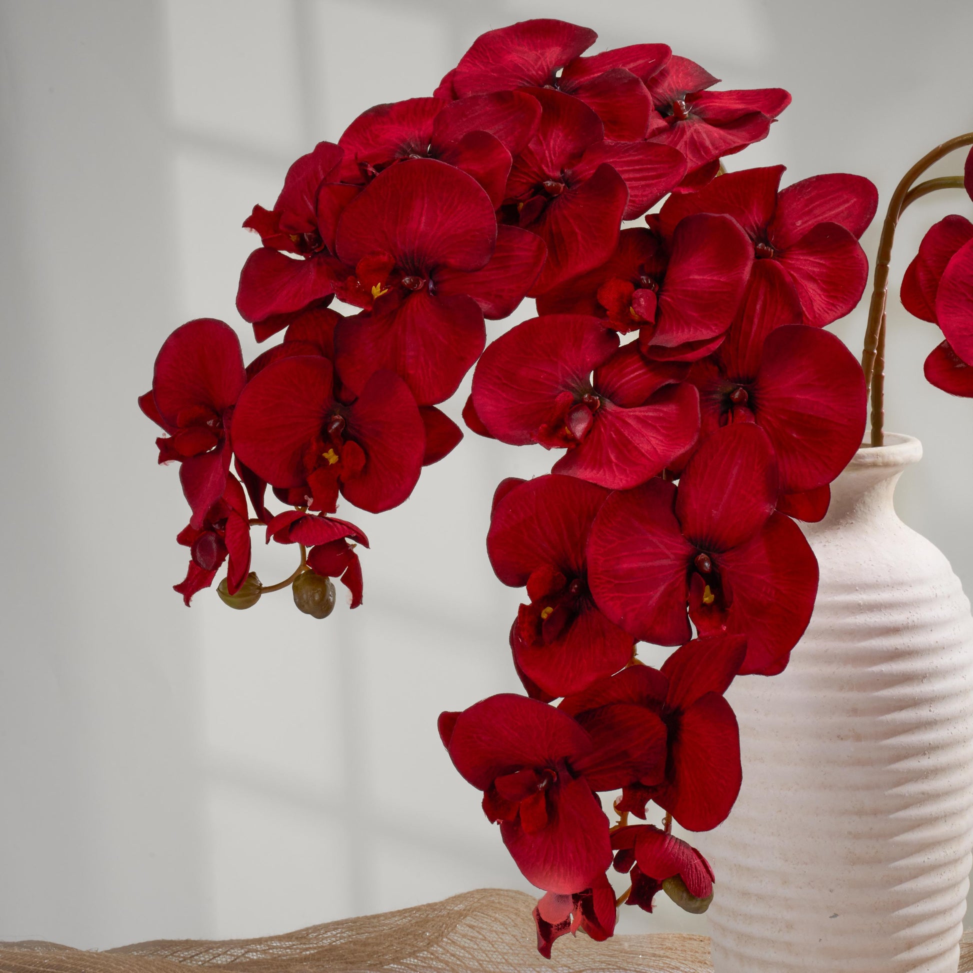 Deep red orchid blooms close up in a vase