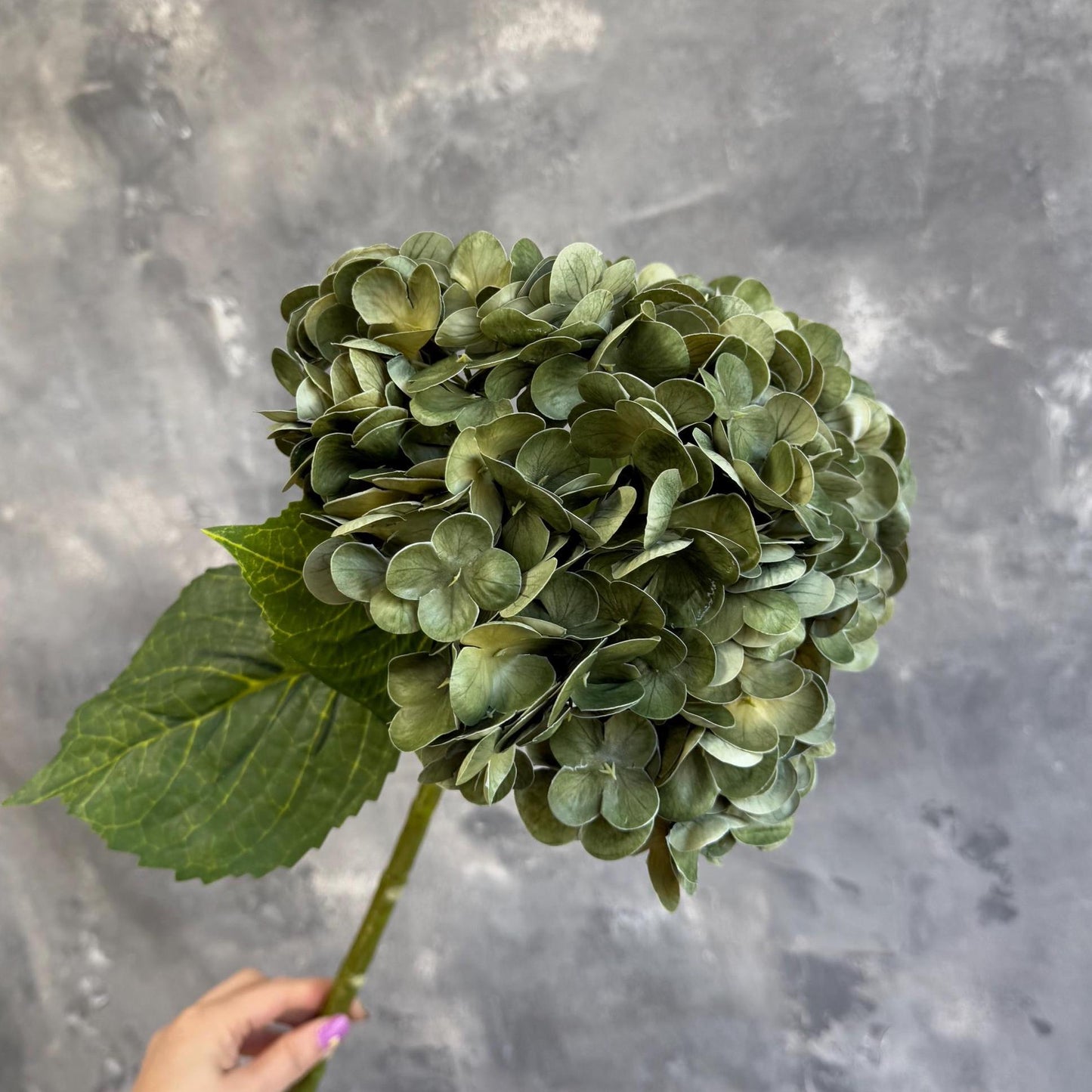 Antique green hydrangea in arrangement