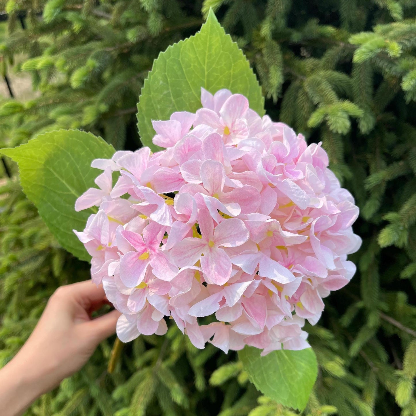 Light pink faux hydrangea bloom in garden light