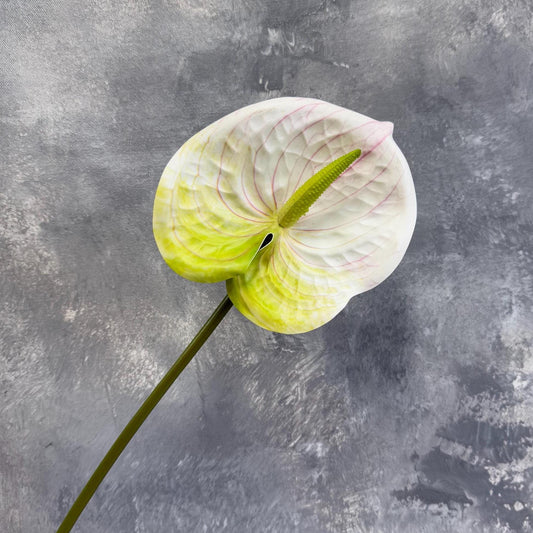 White anthurium spathe detail