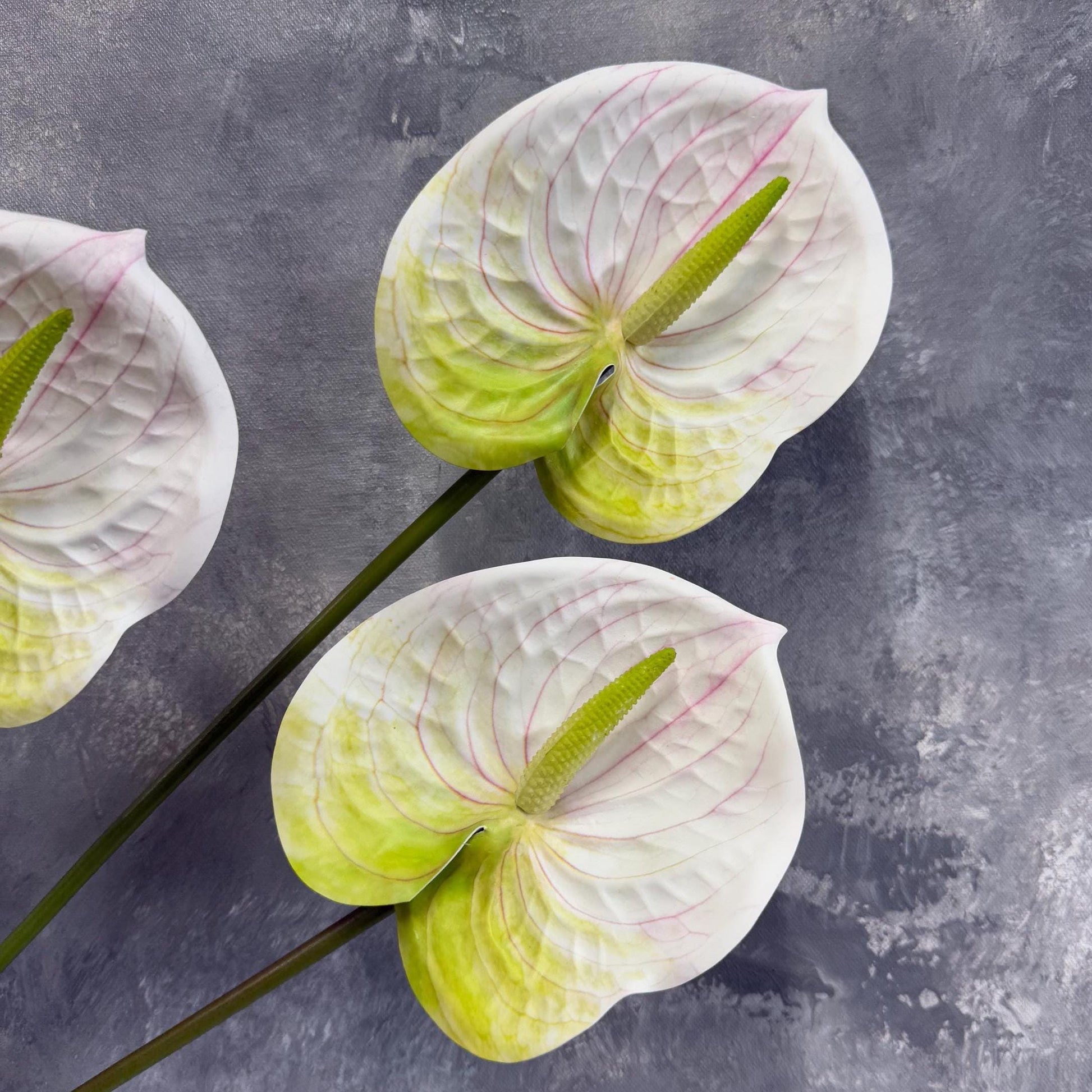 White anthurium bloom close-up