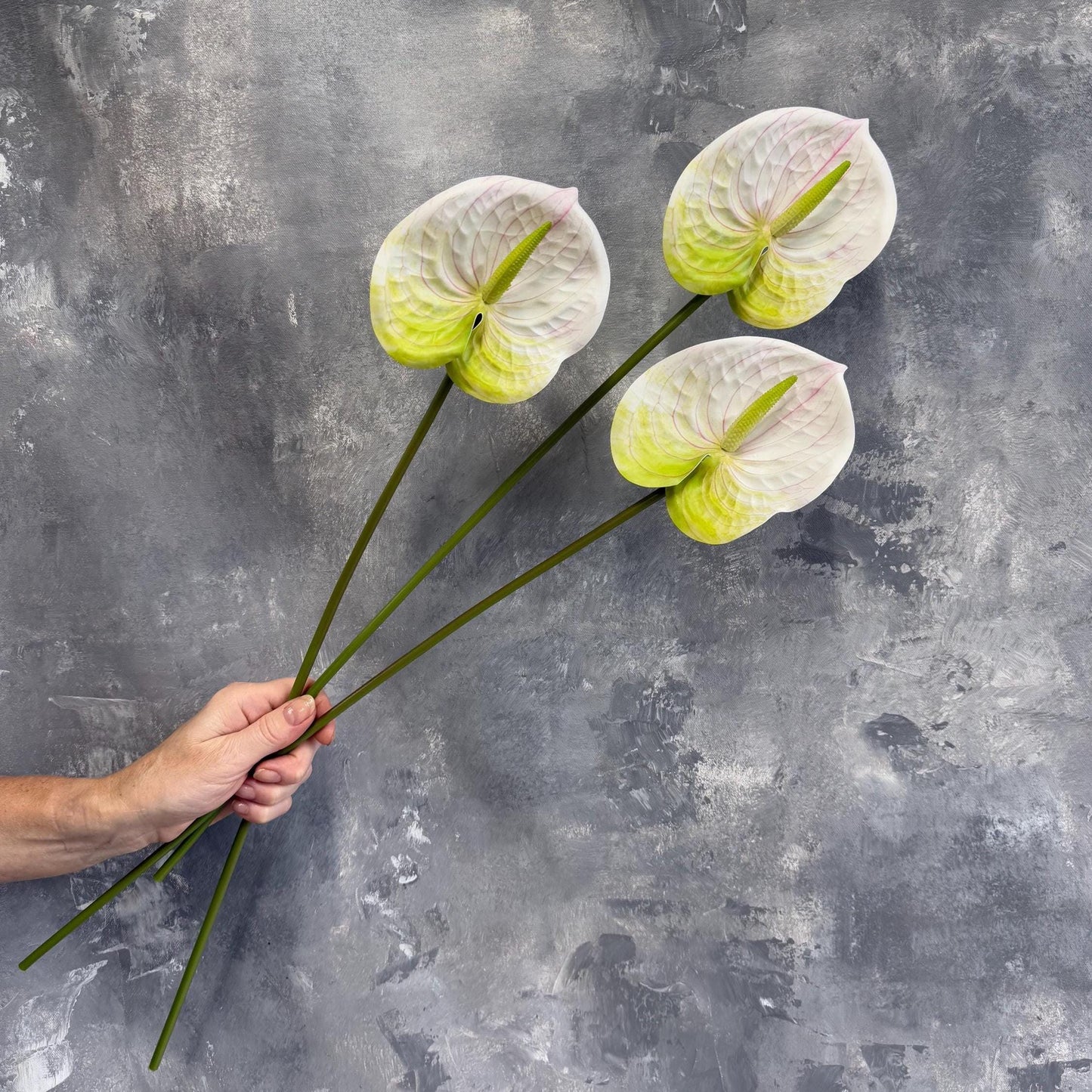 White real touch anthurium stem full view