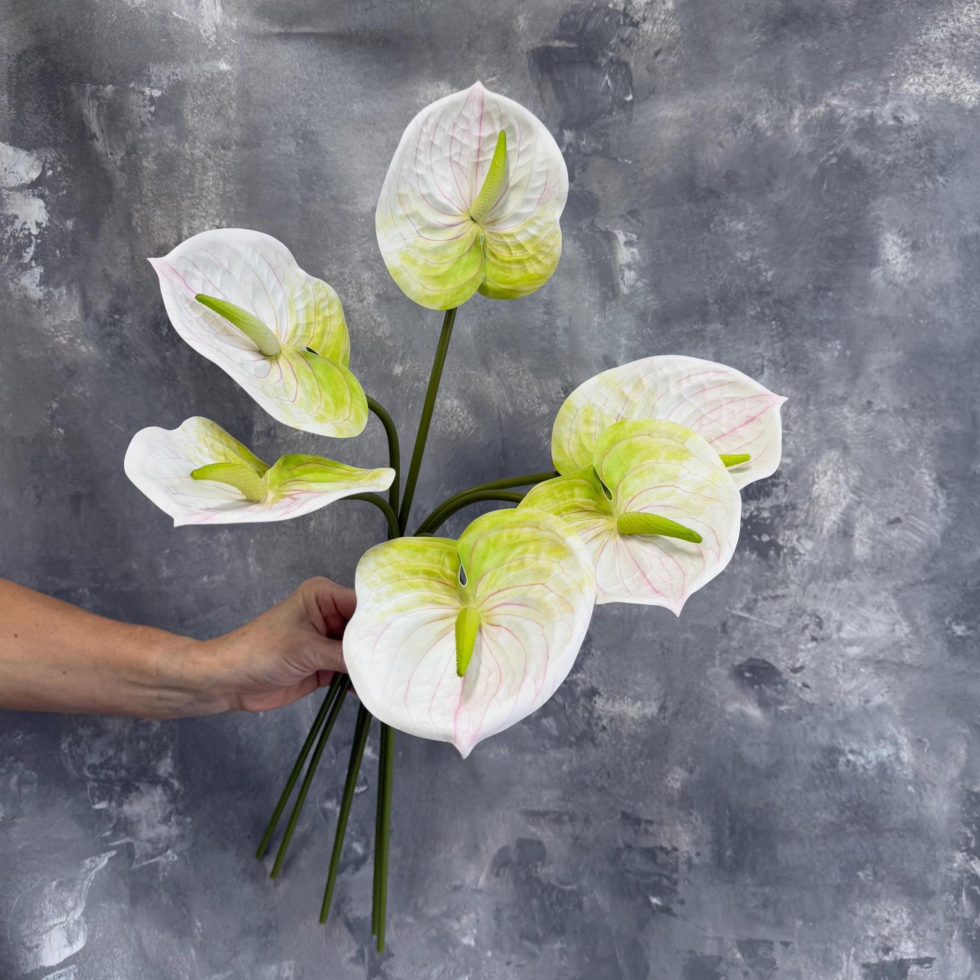 White anthurium flower heads close-up