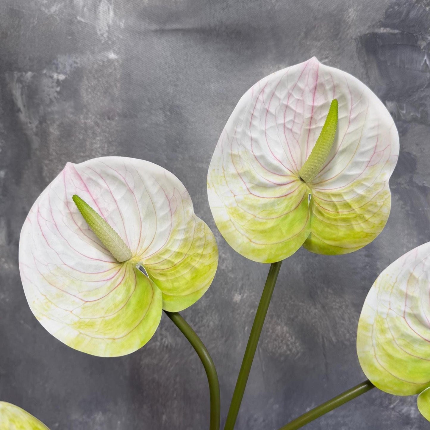 White anthurium flower heads