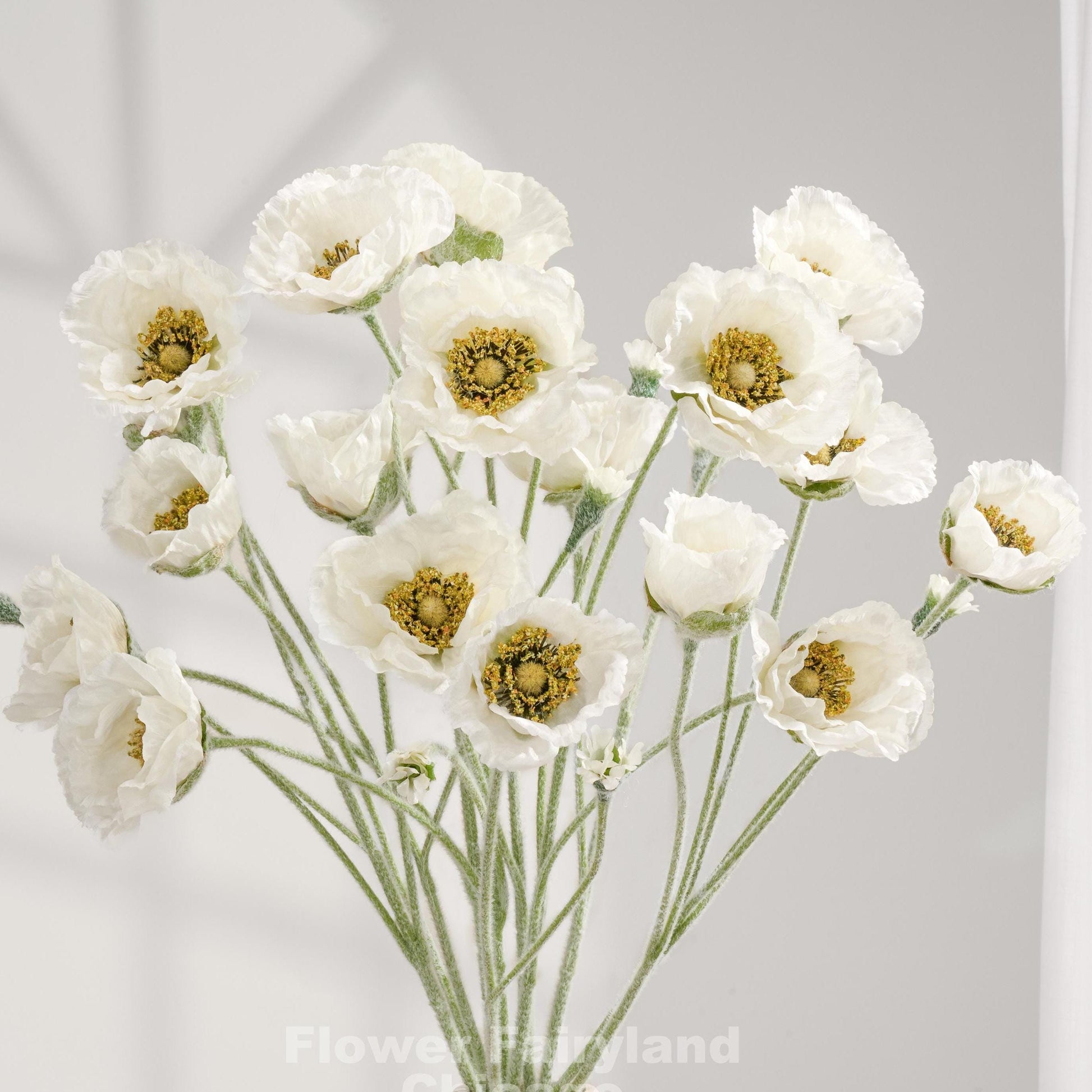 White Iceland poppy stems arranged as a bouquet