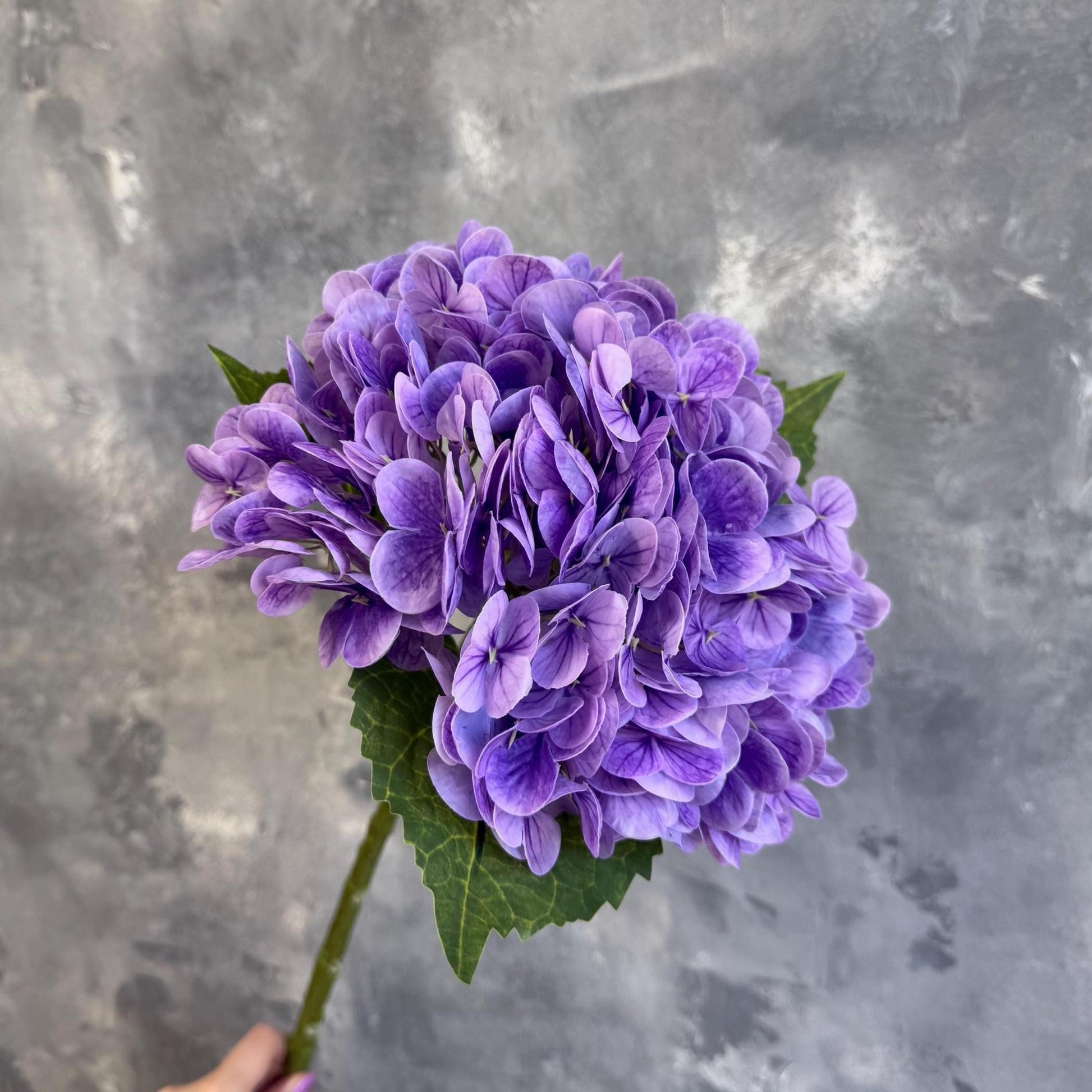 Electric purple hydrangea close-up