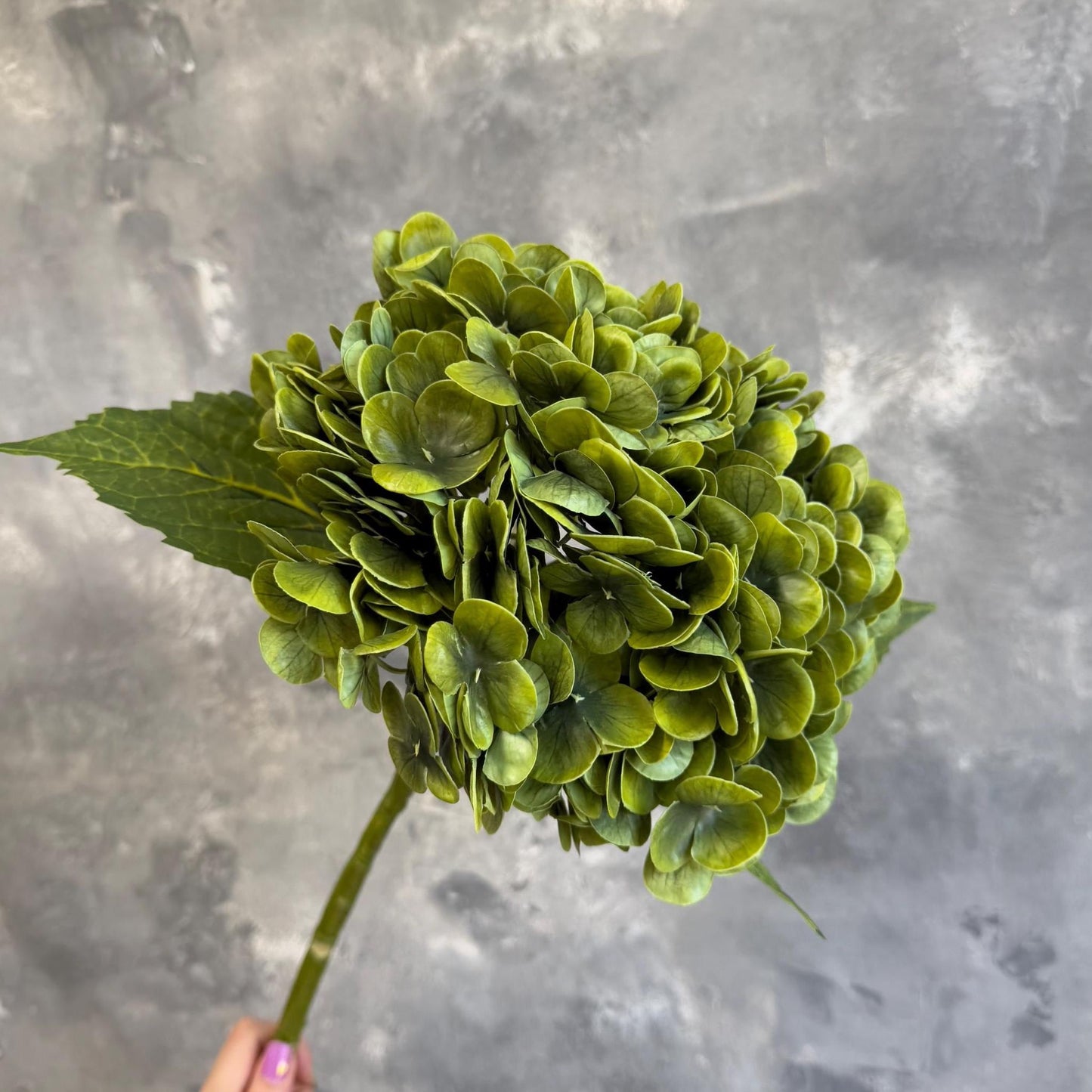 Artichoke green hydrangea petals