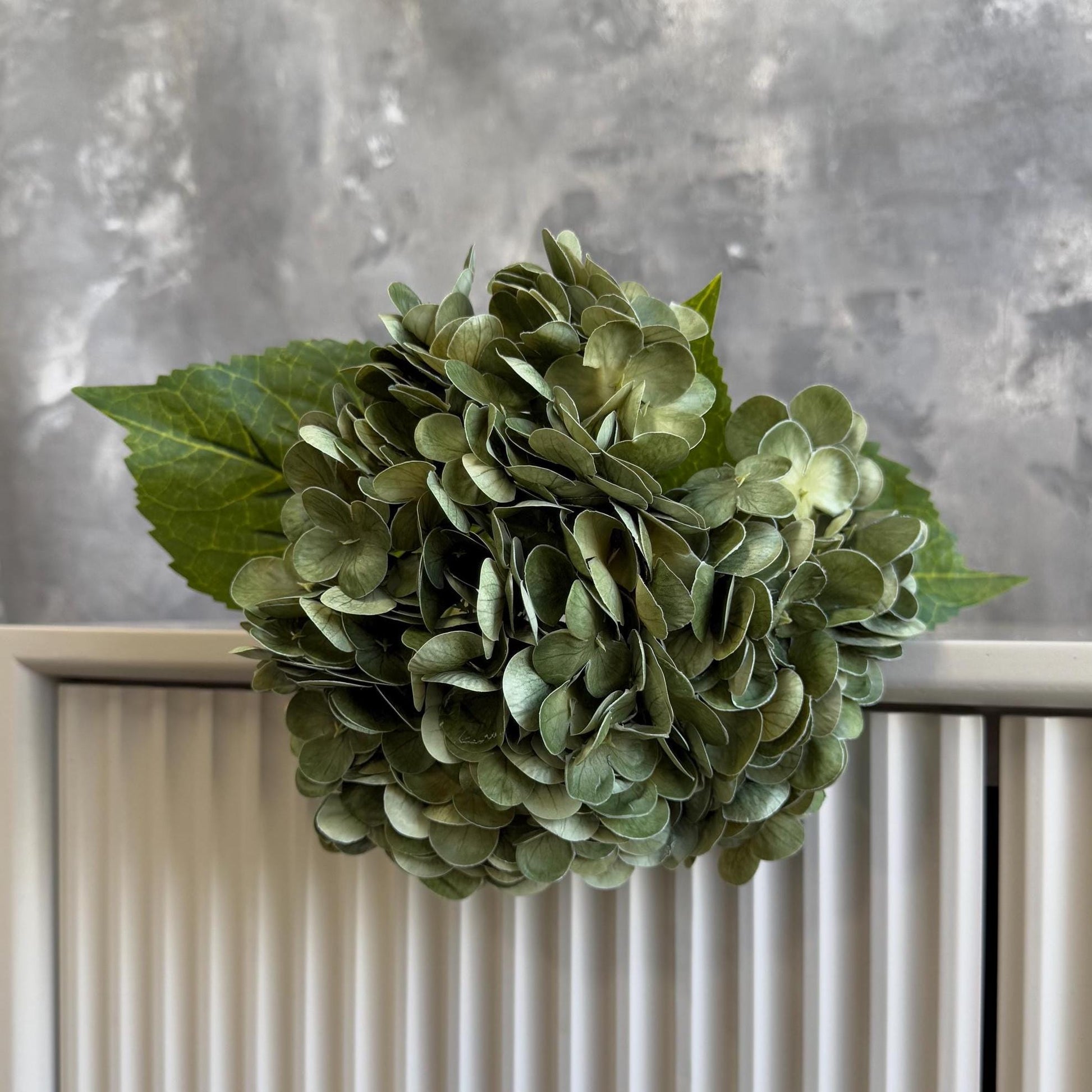 Antique green hydrangea close-up