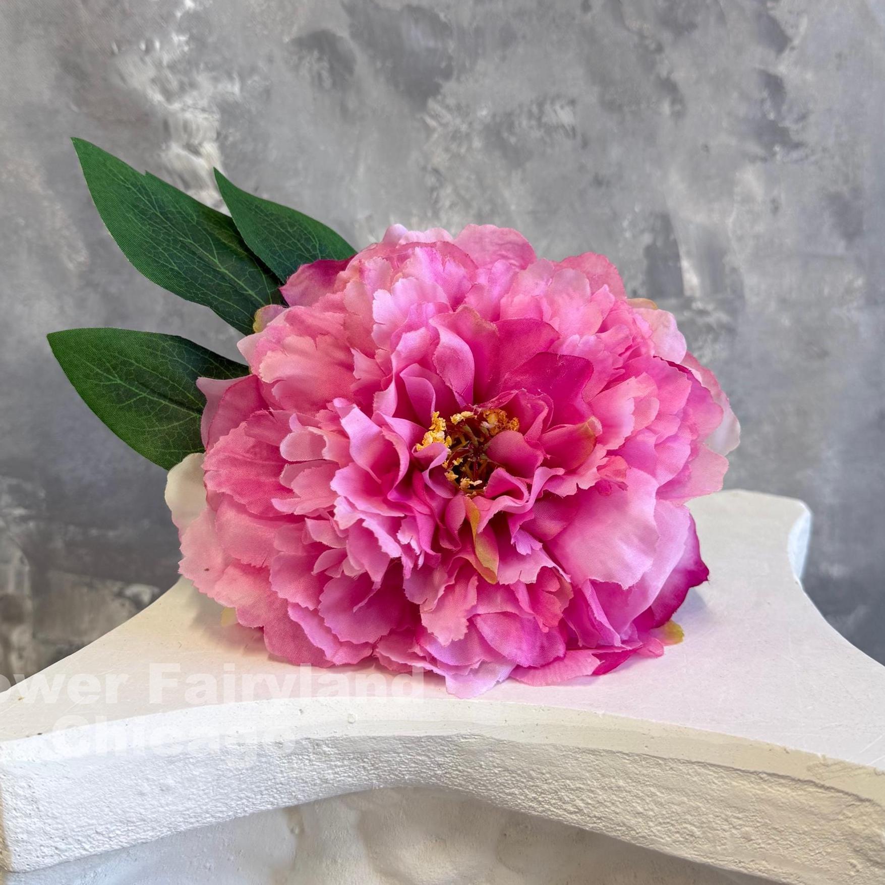 Bright pink huge peony bloom close-up