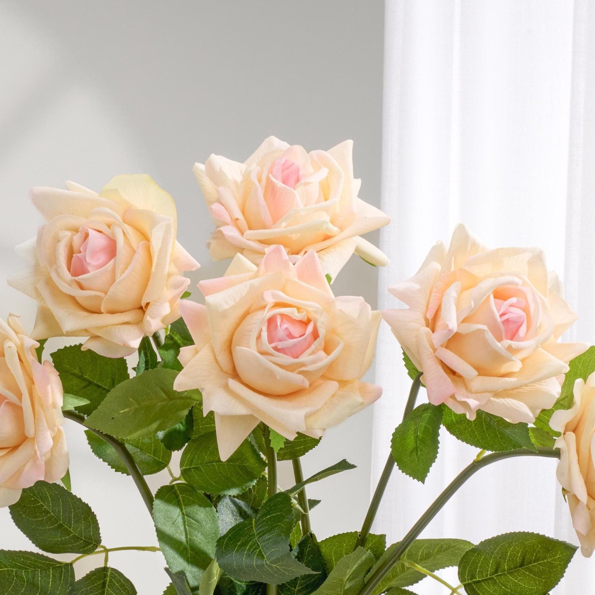 Pinky peach full bloom roses close up