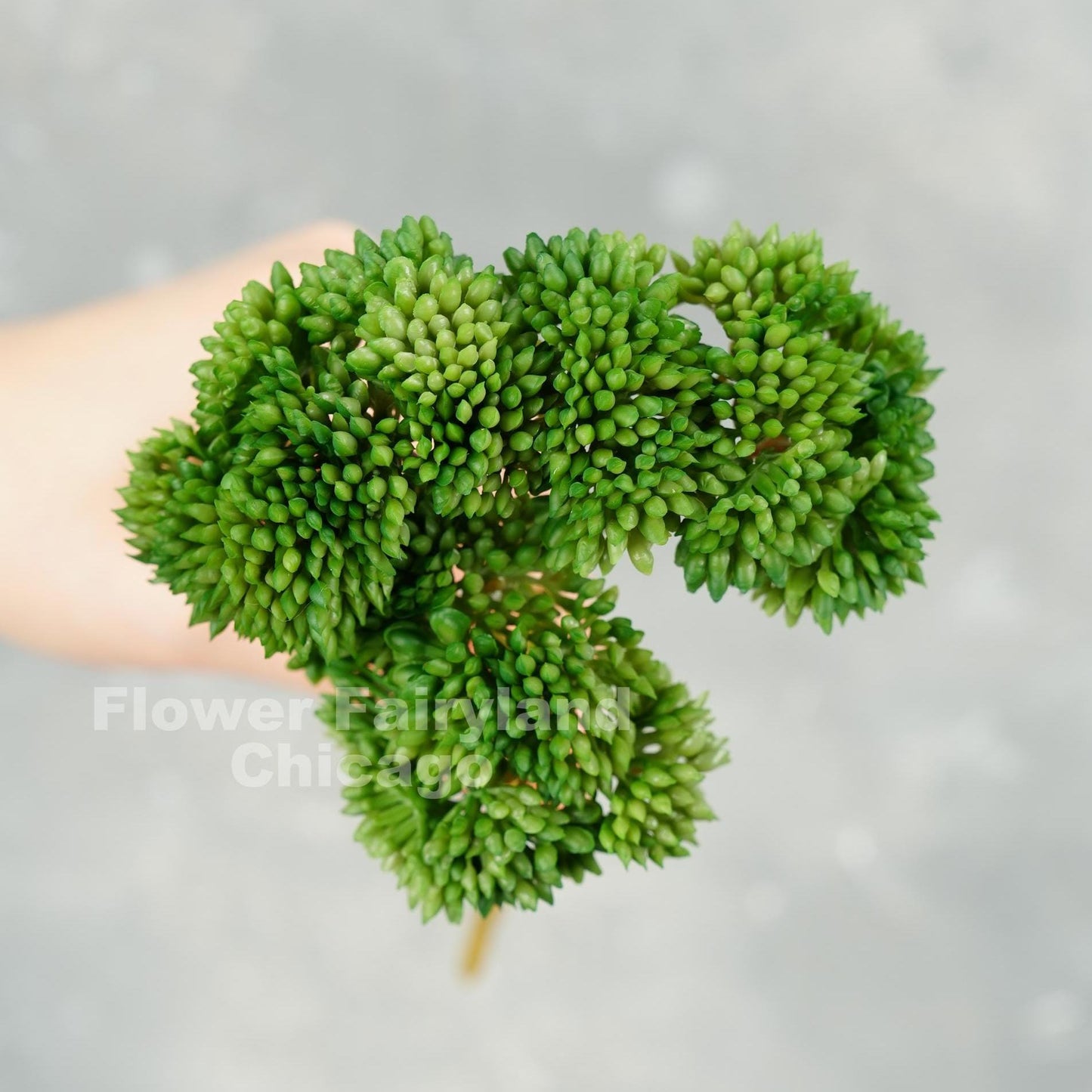 Forest green sedum cluster close-up