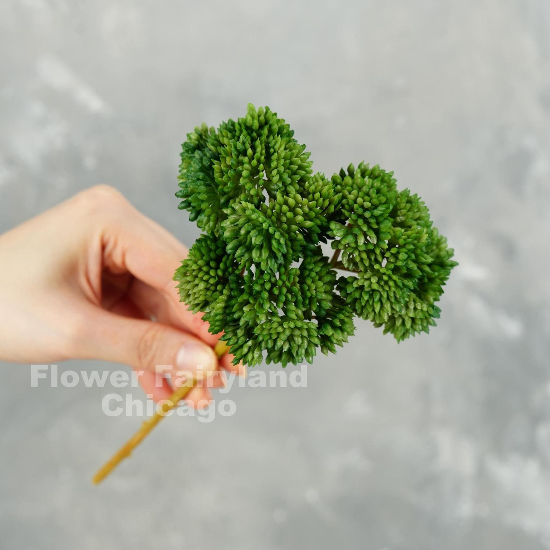 Forest green sedum cluster - three stems