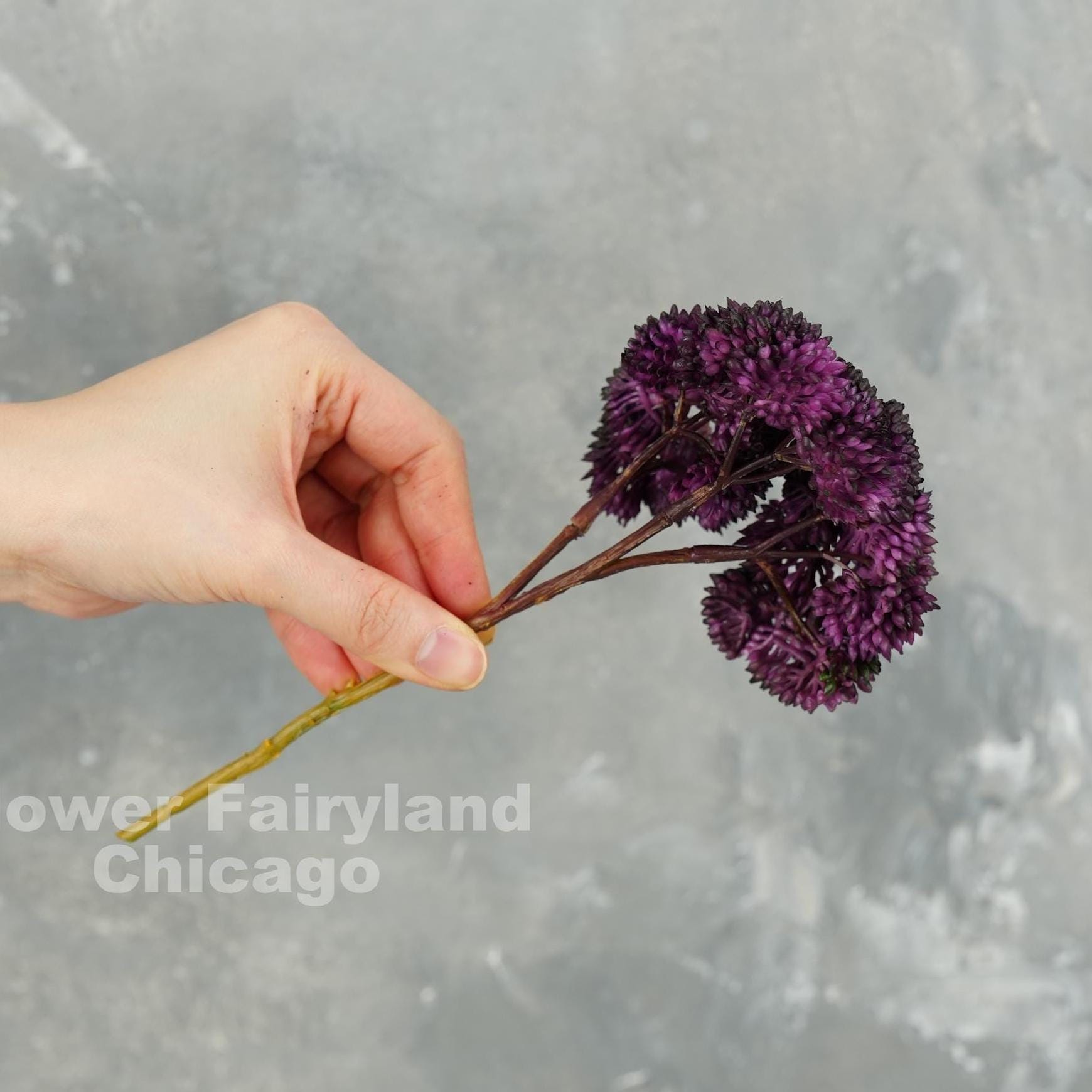 Dark purple sedum cluster stem detail