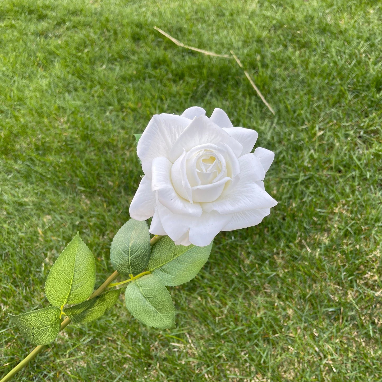 White full bloom rose single stem