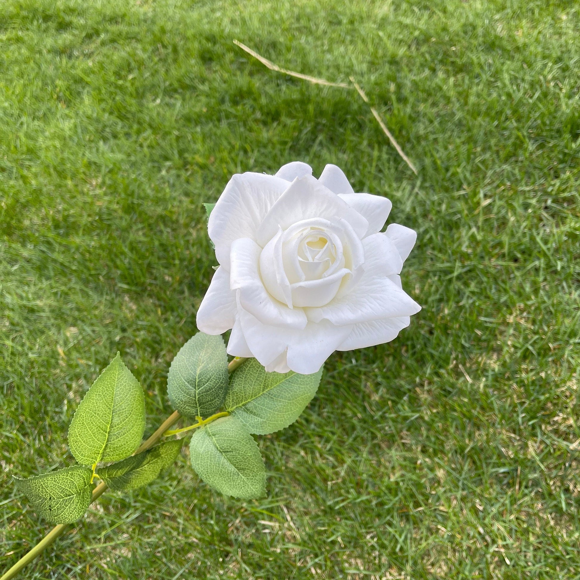 White full bloom rose single stem