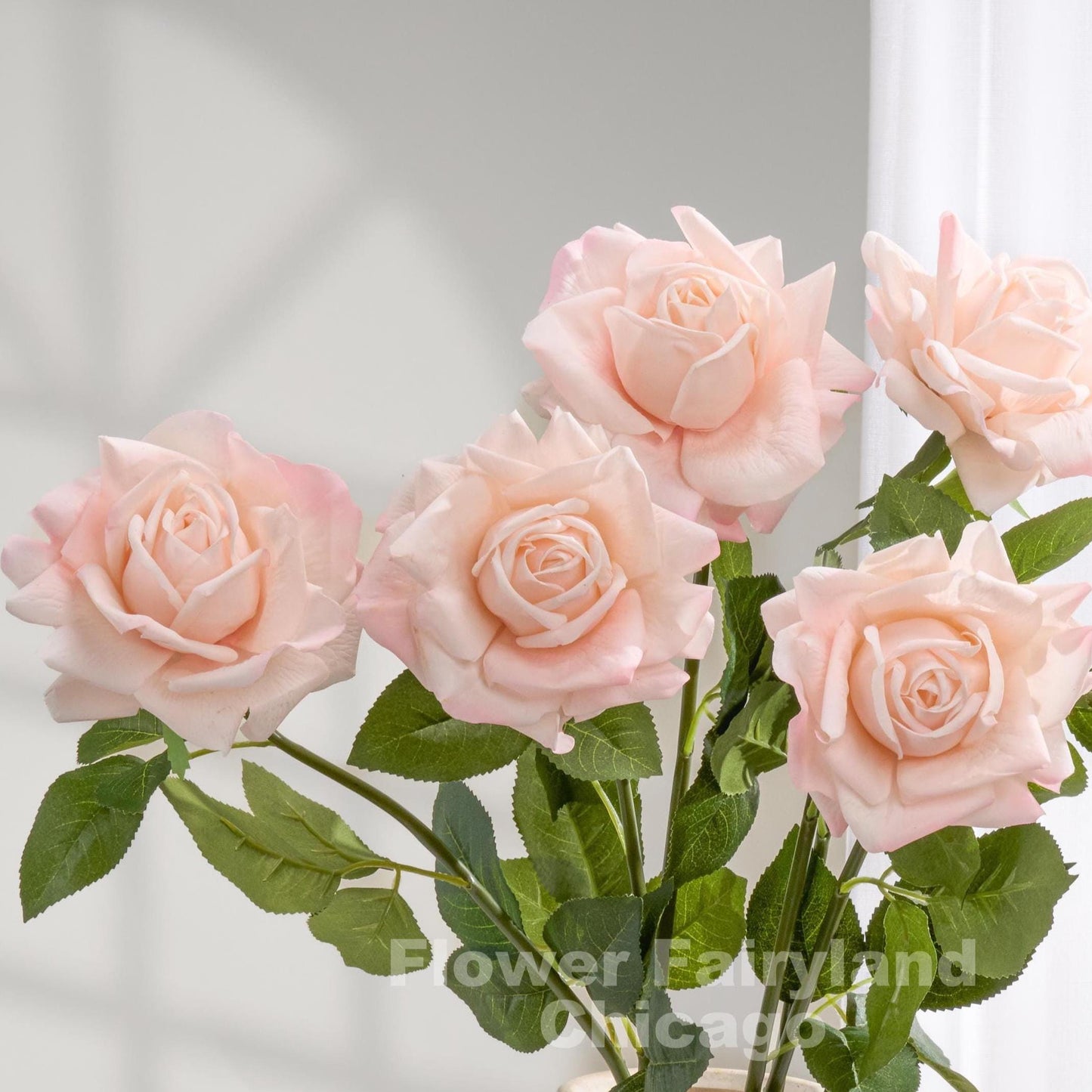 Pale pink full bloom roses close up