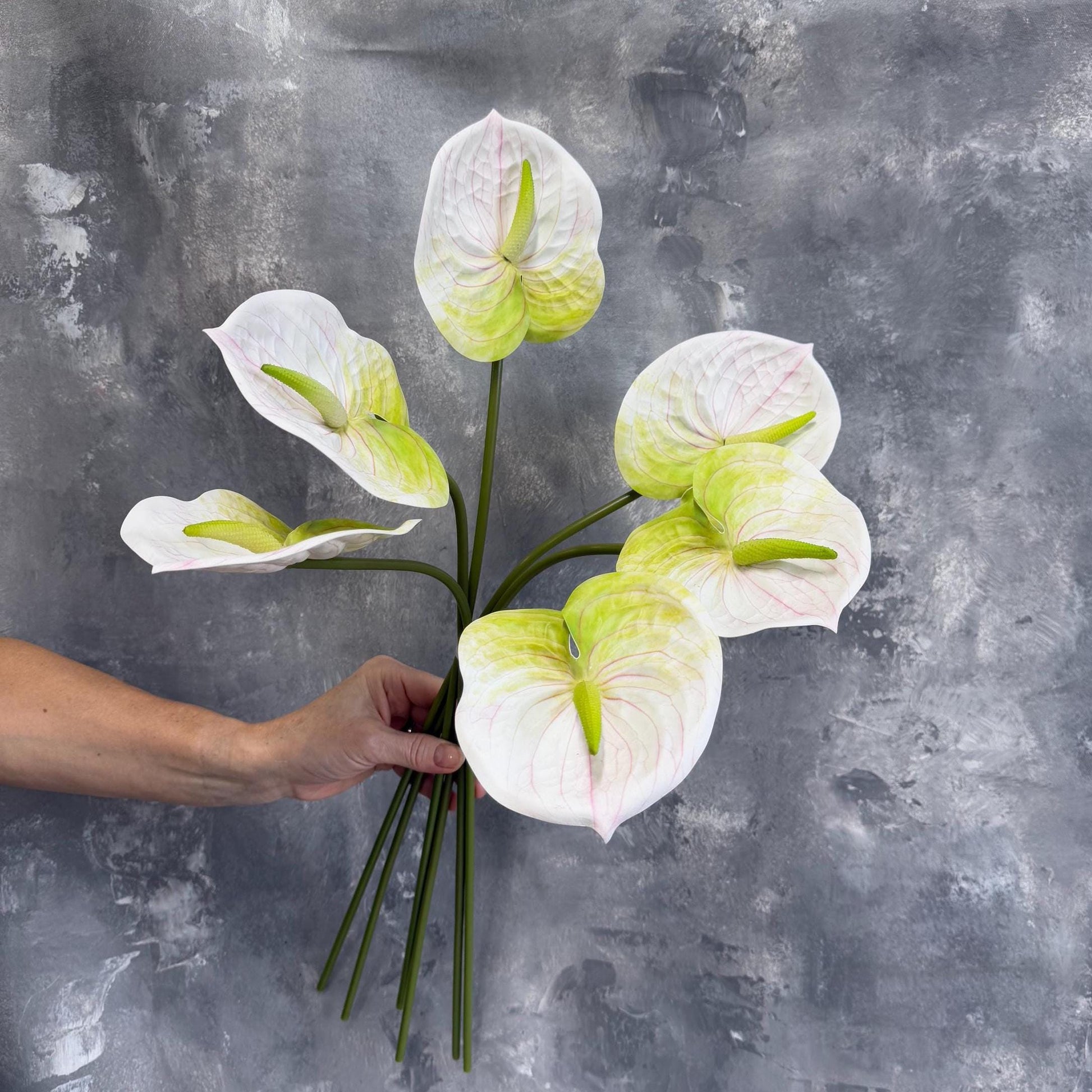 White anthurium stems held in hand