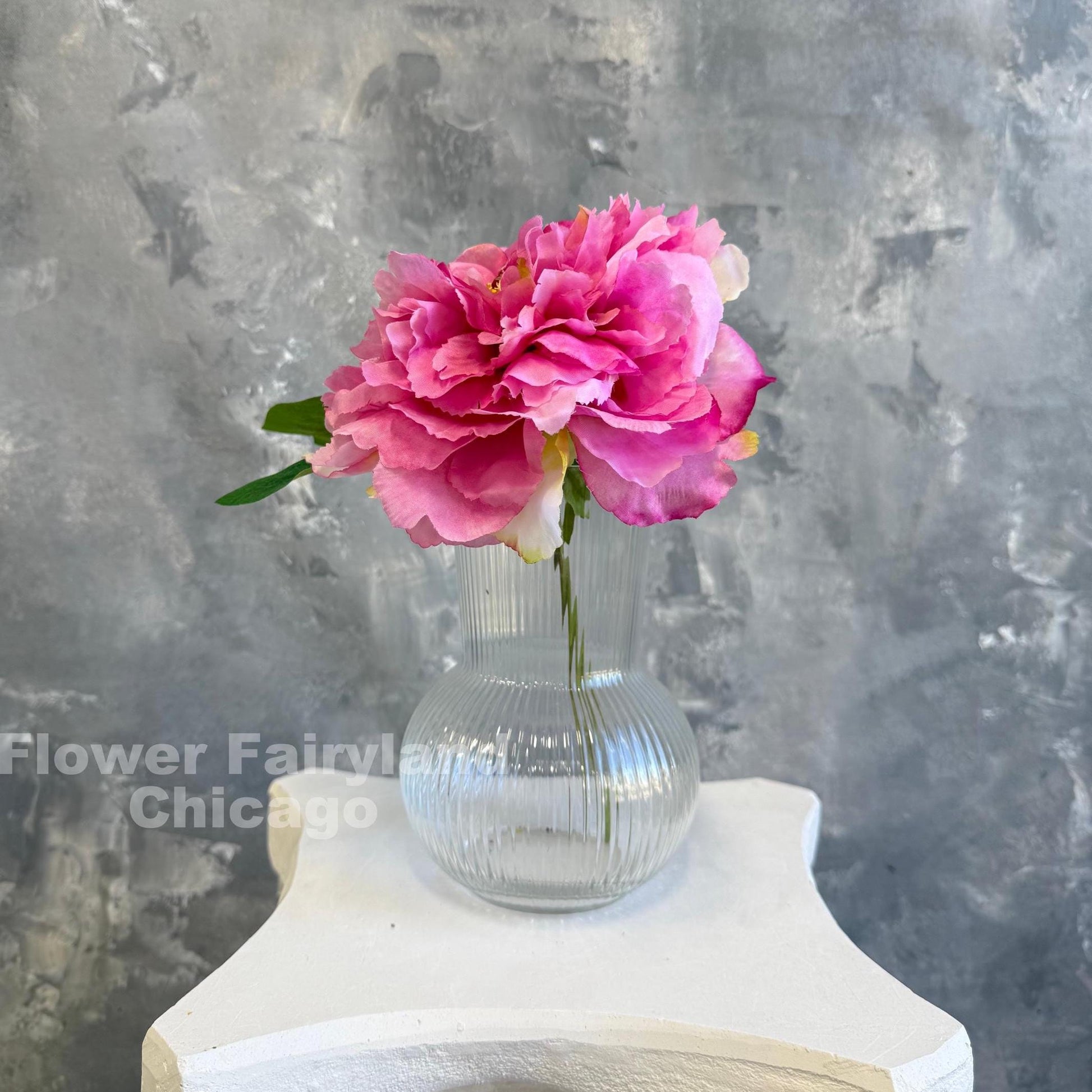 Bright pink huge peony single stem in a vase