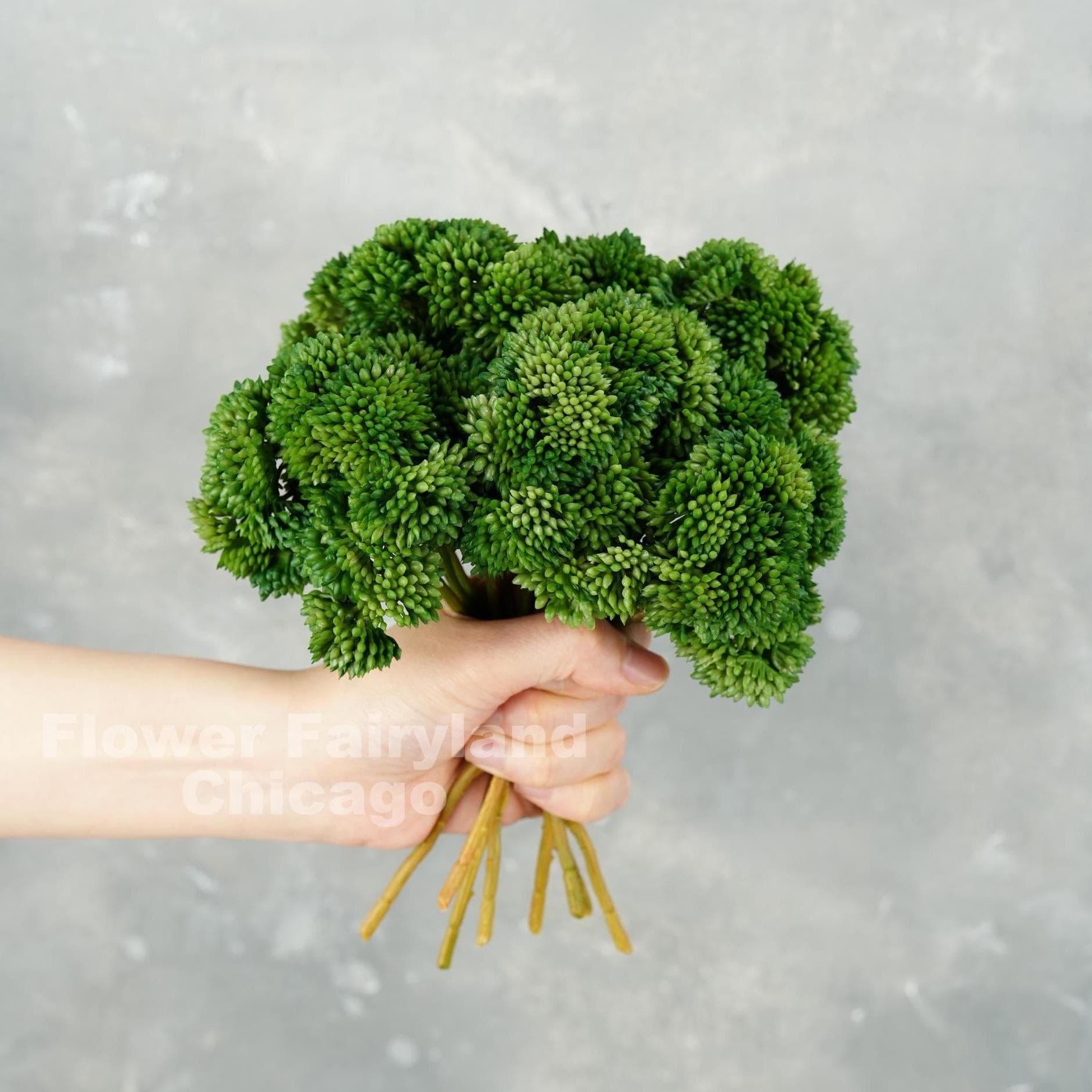 Forest green sedum cluster held in hand