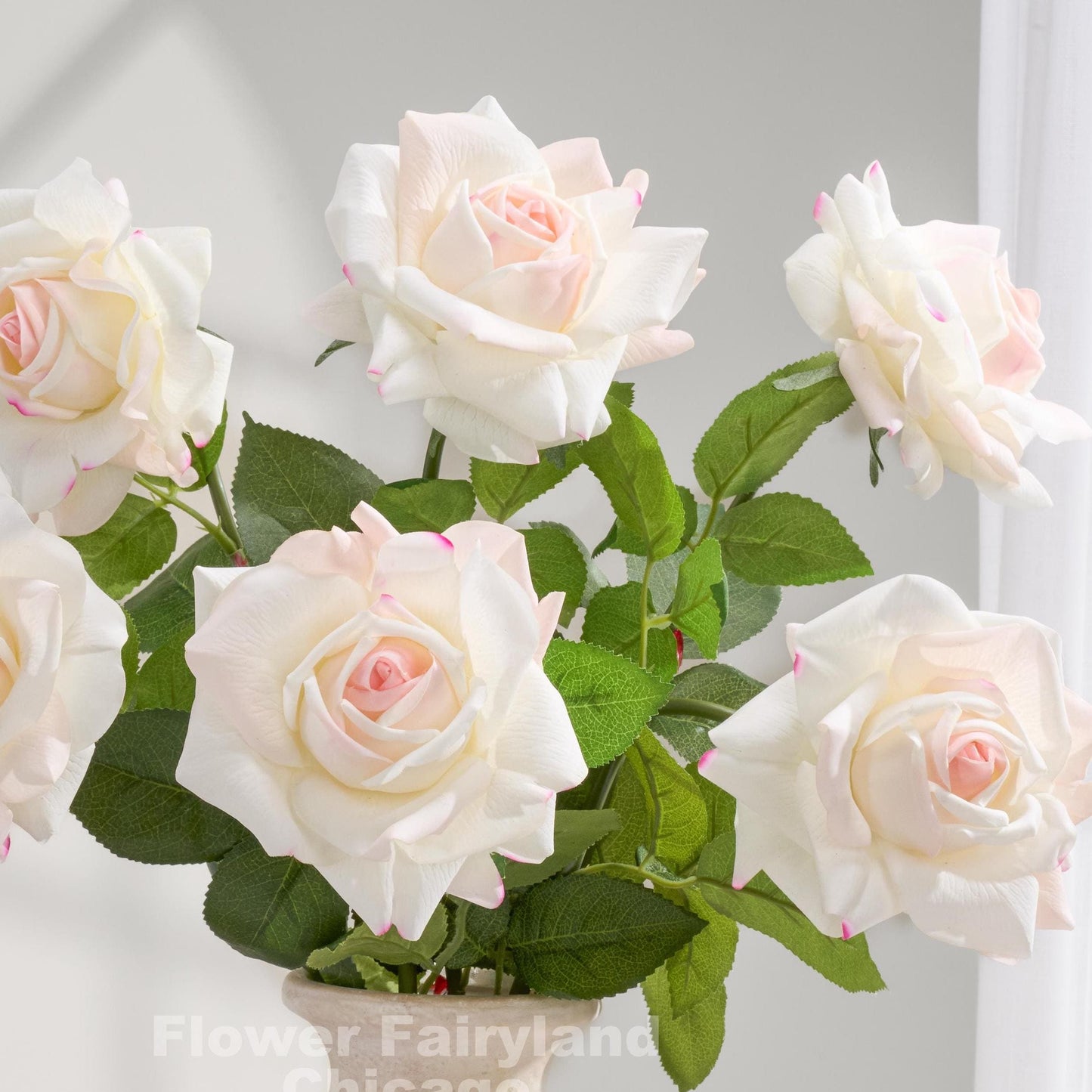 Pink edge full bloom roses close up
