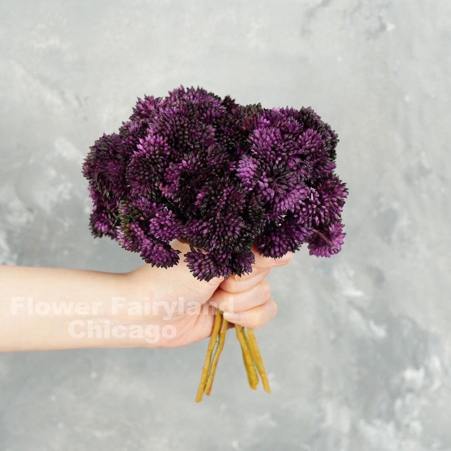 Dark purple sedum cluster held in hand