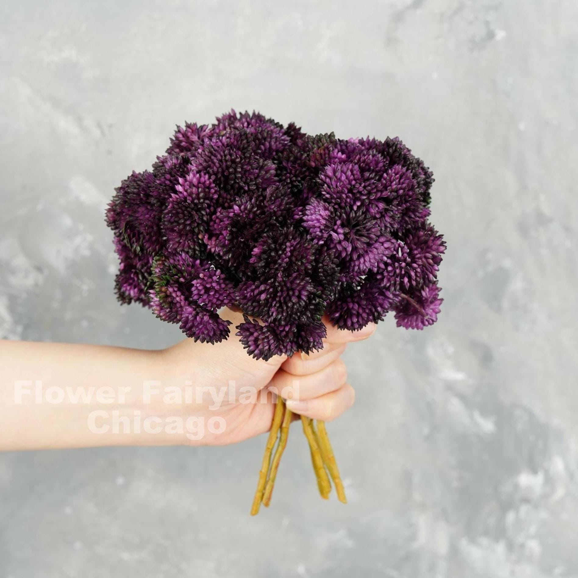 Dark purple sedum cluster held in hand