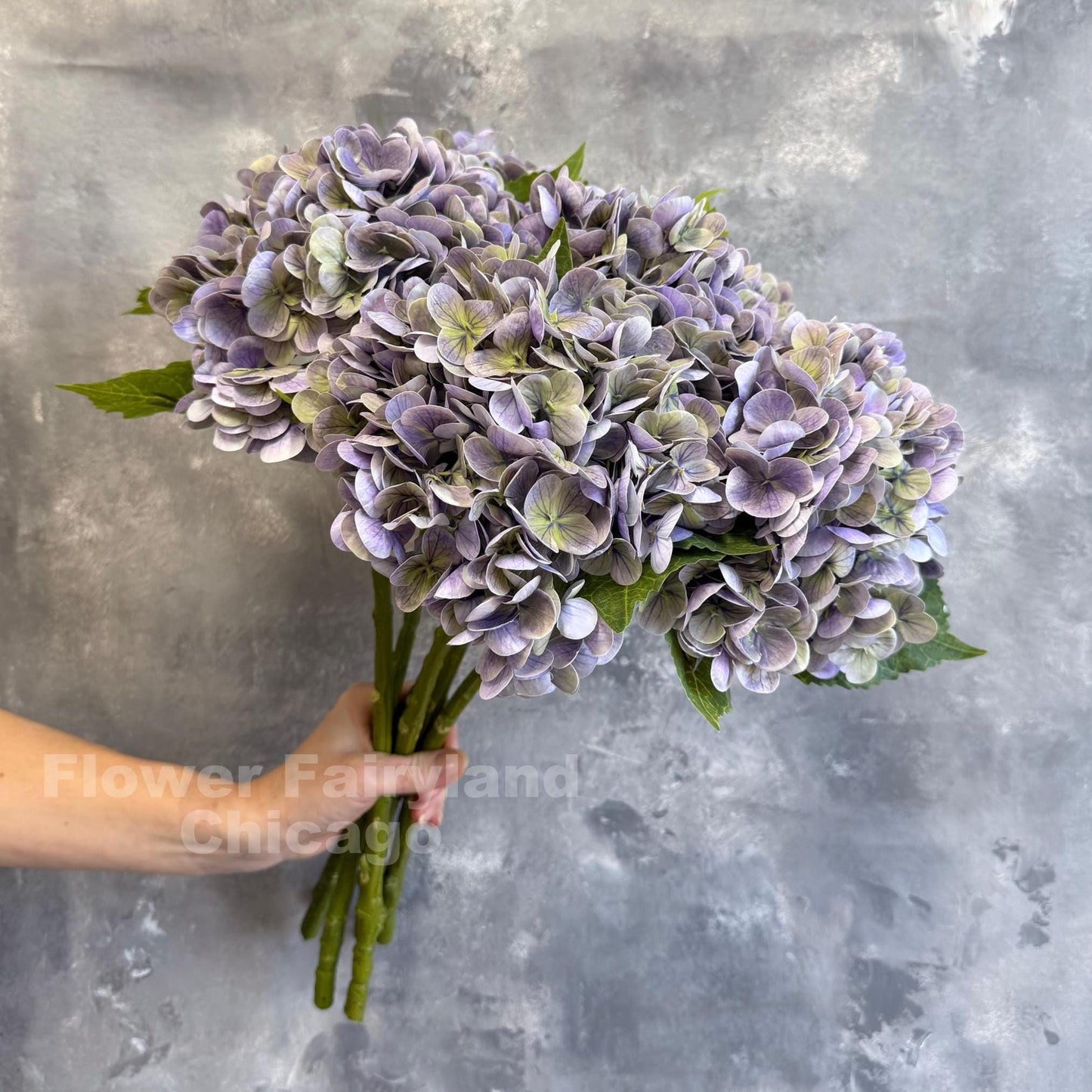 Greenish lavender hydrangea bloom detail