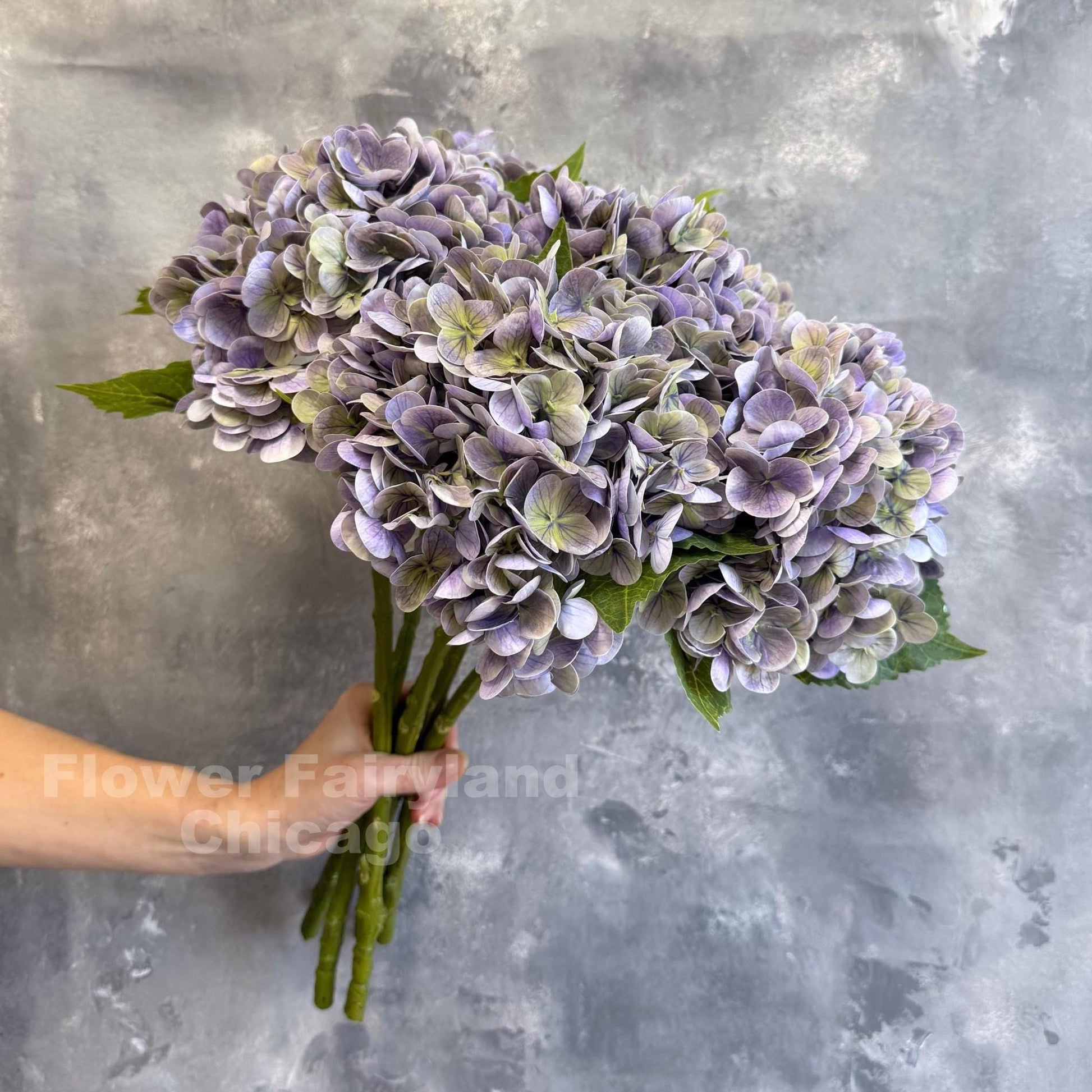 Greenish lavender hydrangea bloom detail