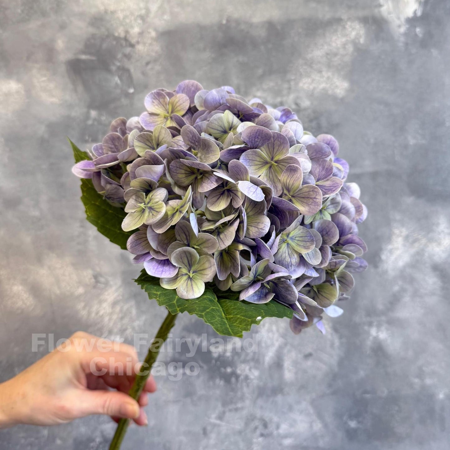 Greenish lavender hydrangea in arrangement