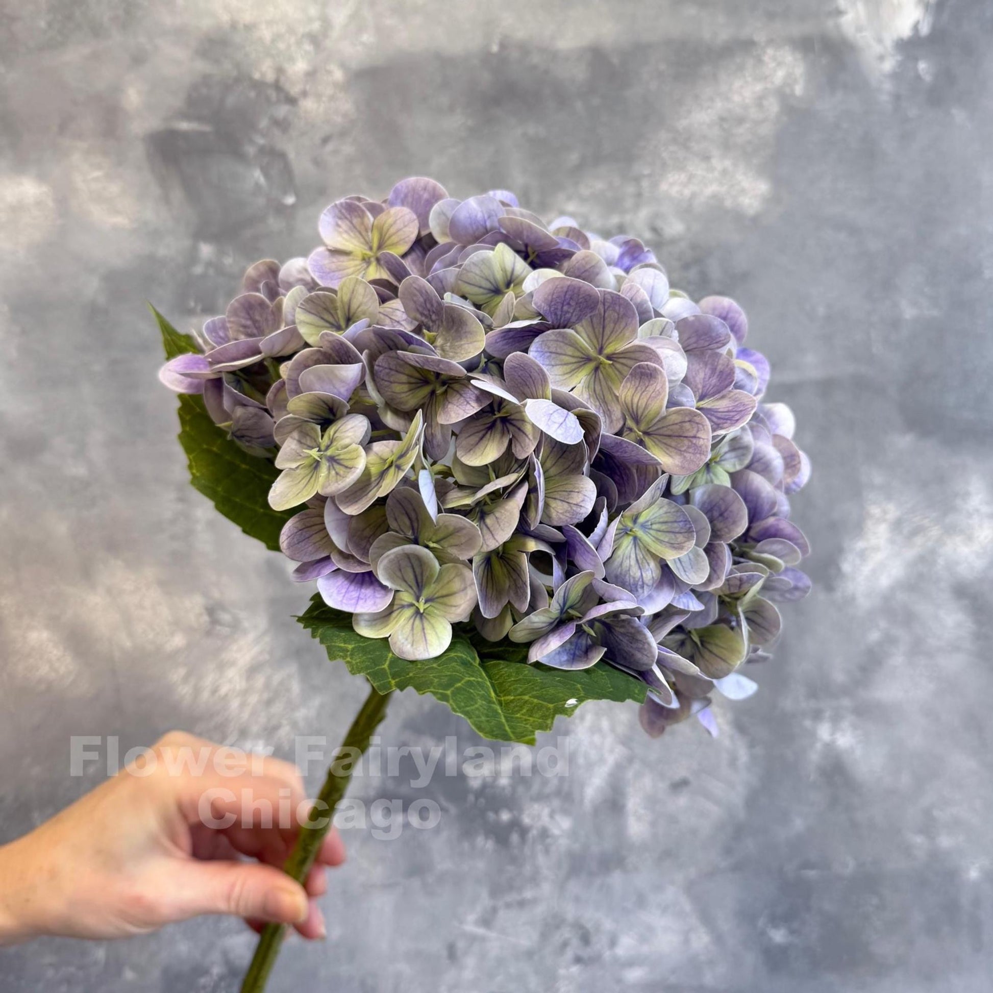 Greenish lavender hydrangea in arrangement