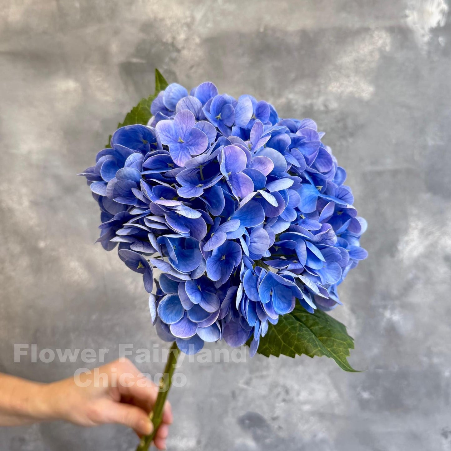 Blue violet hydrangea close-up