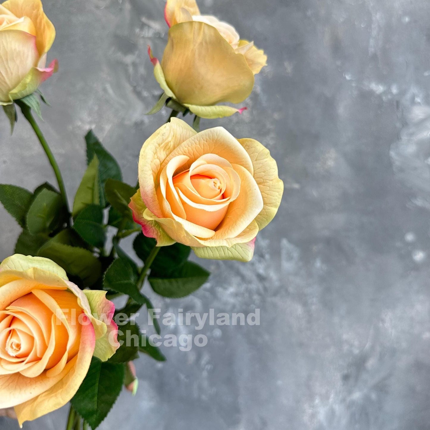 Greenish peach half opened rose stems