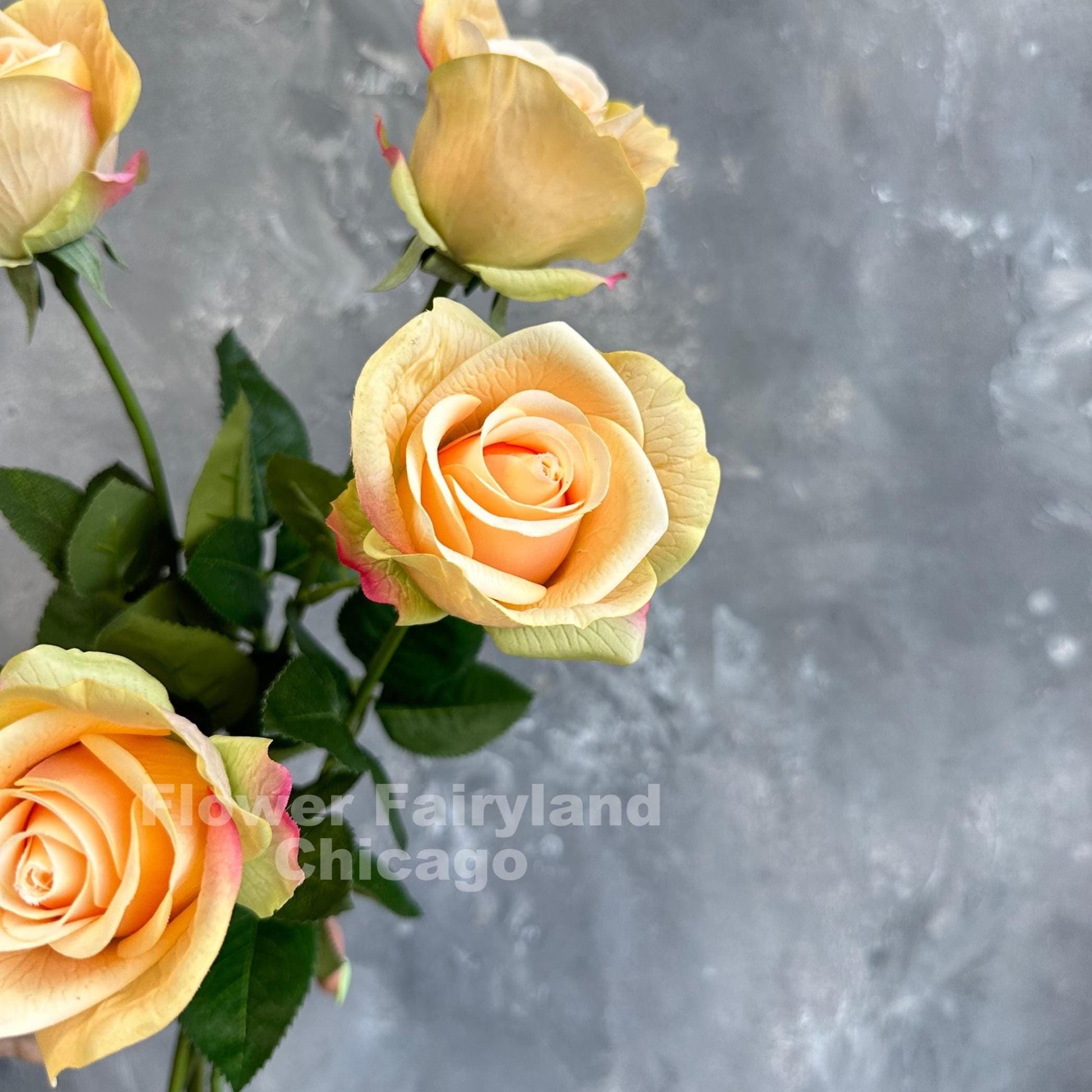 Greenish peach half opened rose stems