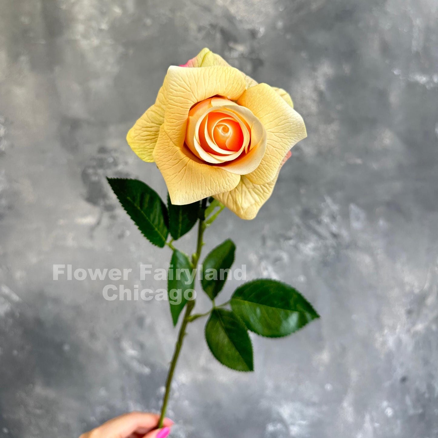 Greenish peach half opened rose bloom close up