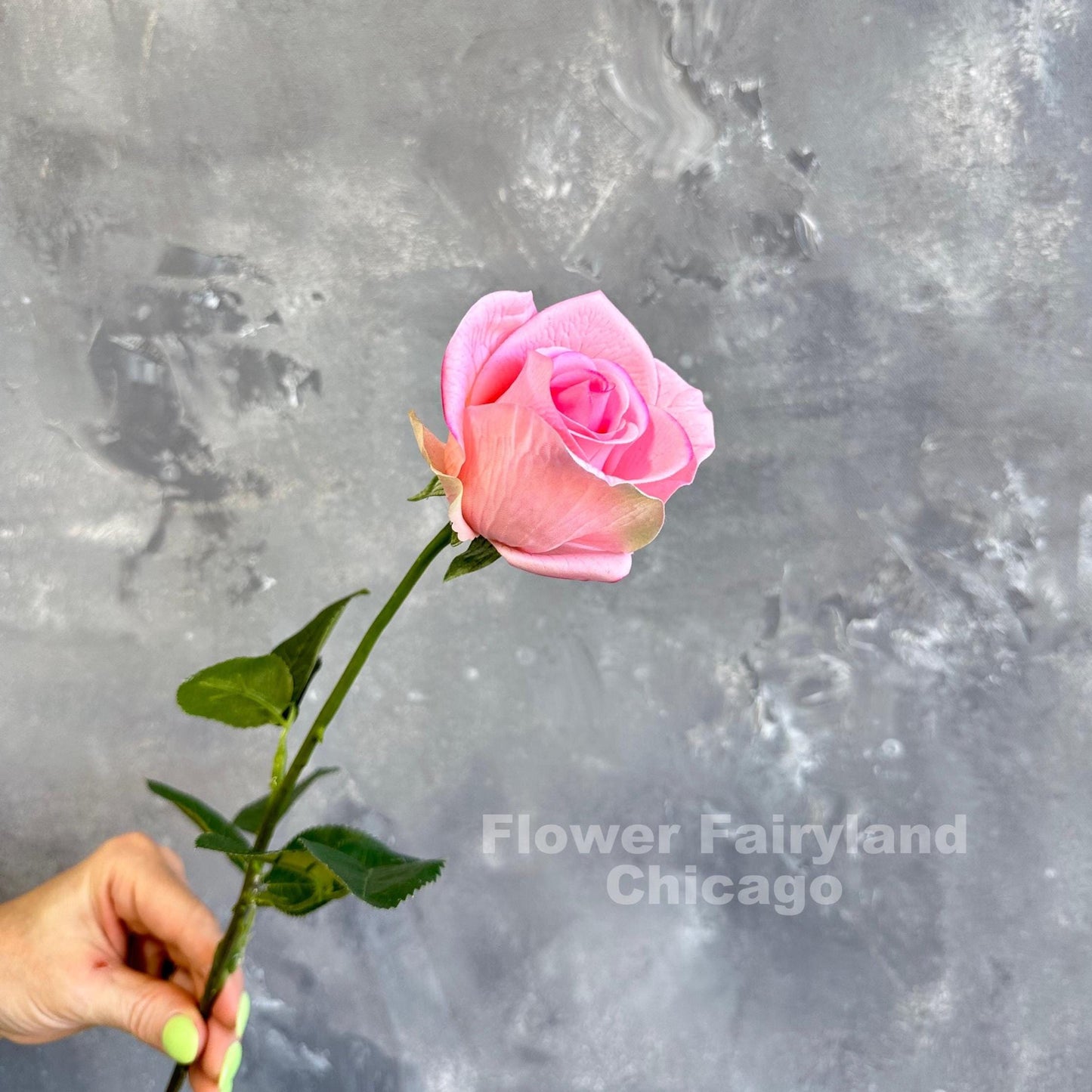 Pink half opened rose stem