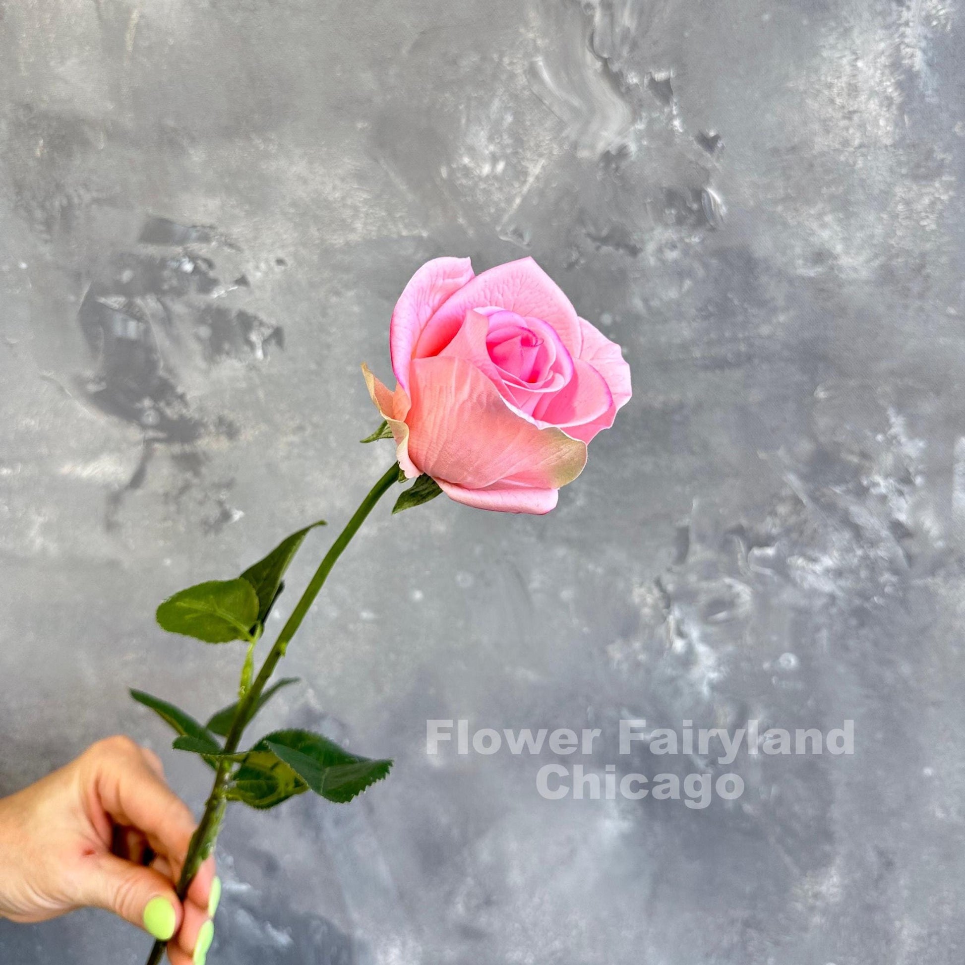 Pink half opened rose stem