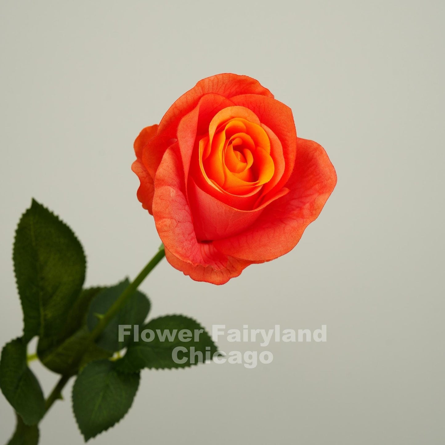 Orange ombre half opened rose bloom close up