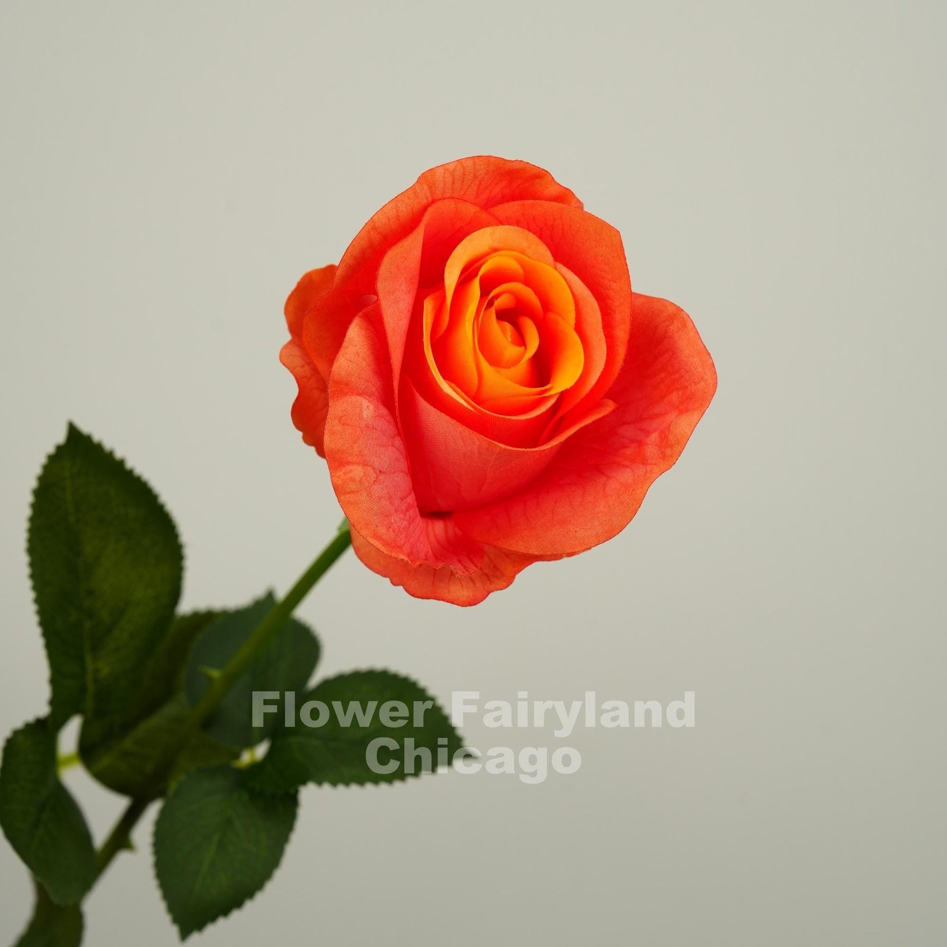Orange ombre half opened rose bloom close up