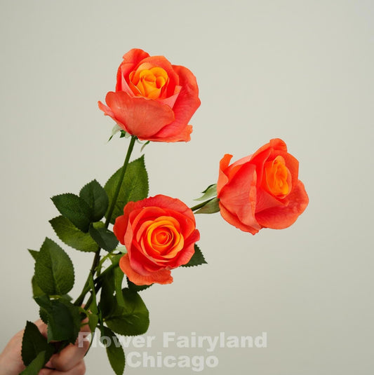 Three orange ombre half opened rose stems