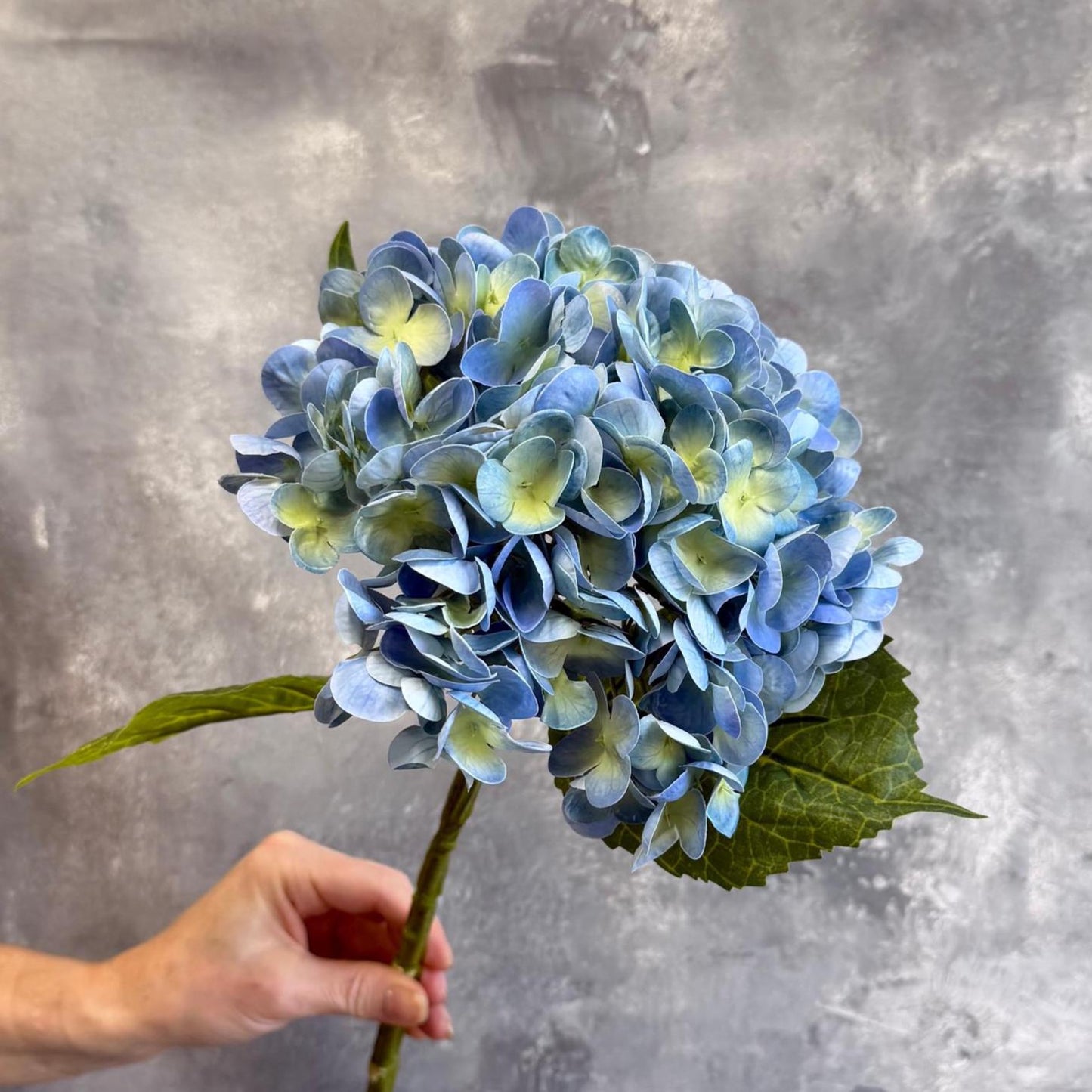 Greenish blue hydrangea bloom detail