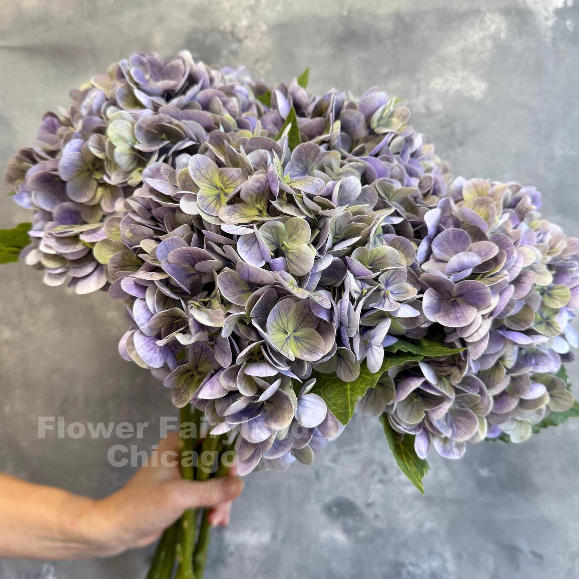 Greenish lavender hydrangea close-up